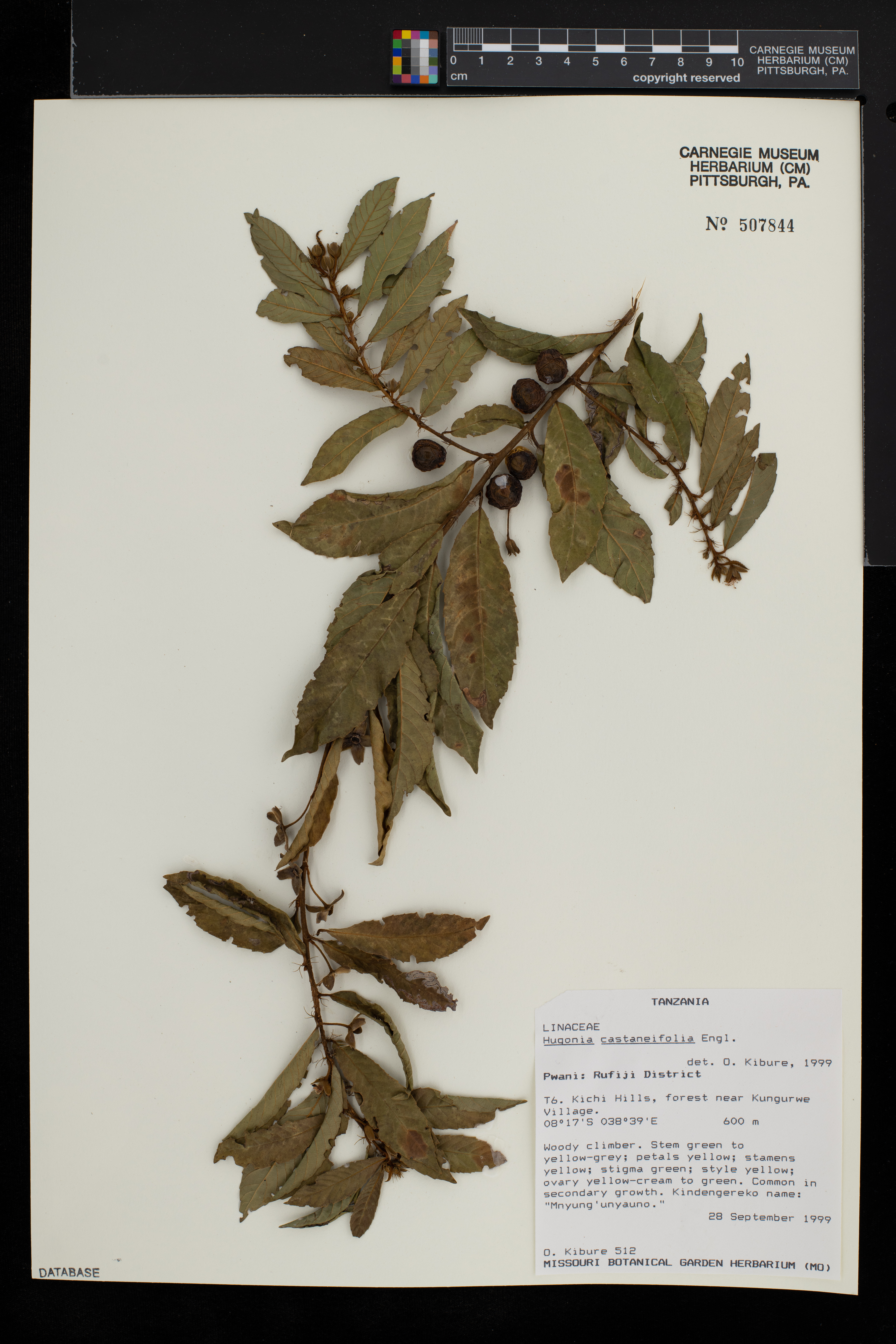Hugonia castaneifolia image