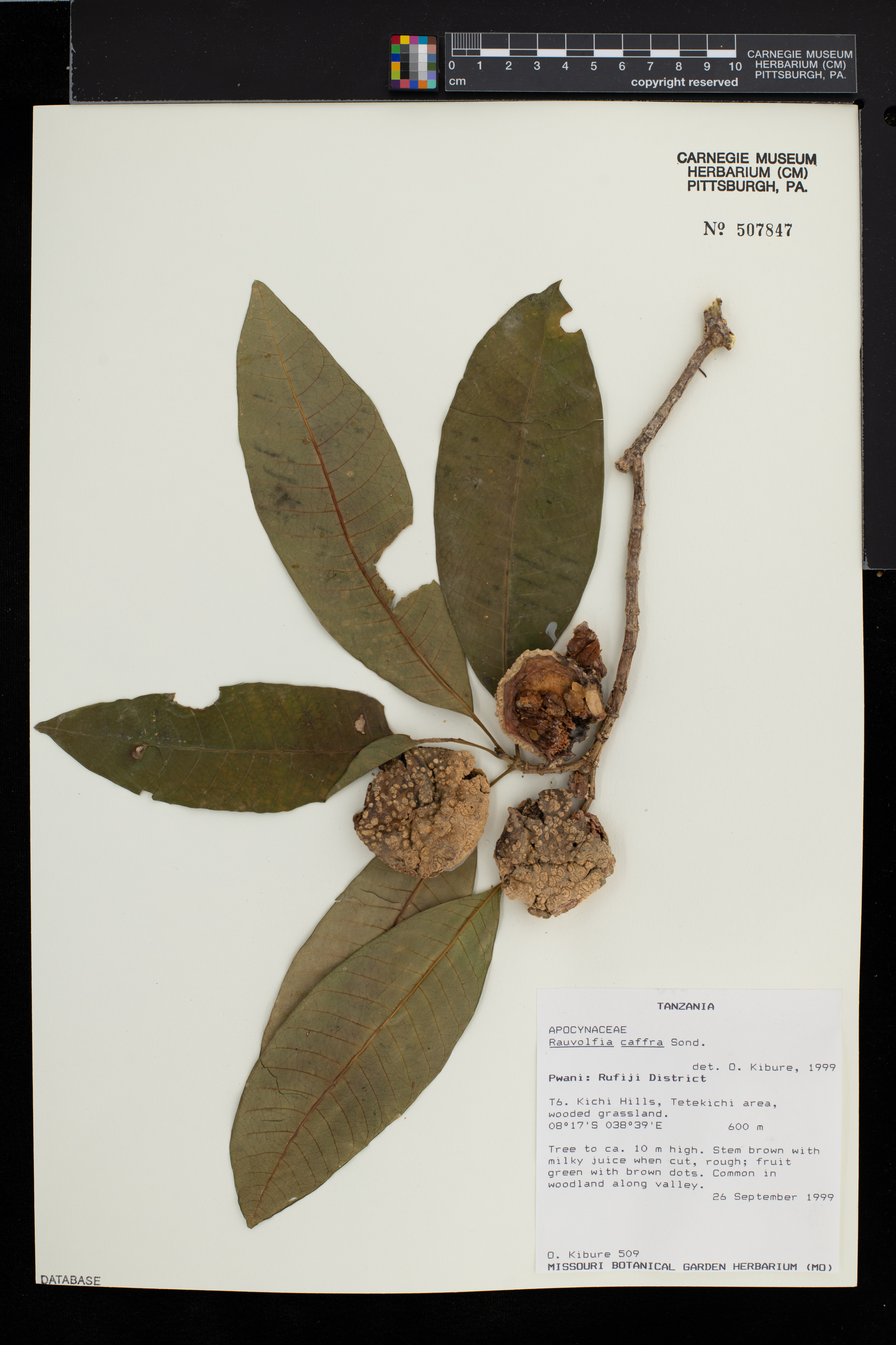 Rauvolfia caffra image