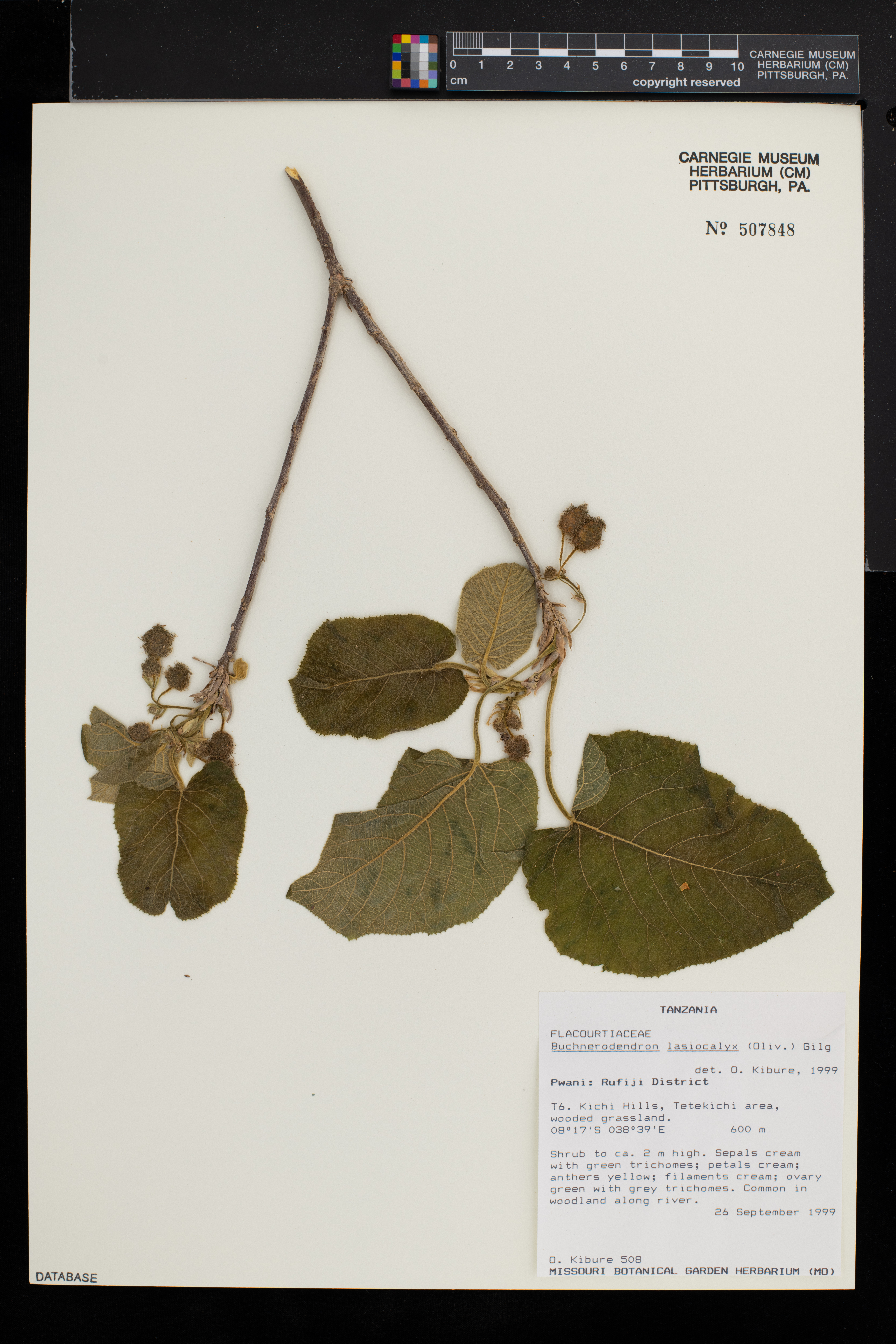 Buchnerodendron lasiocalyx image