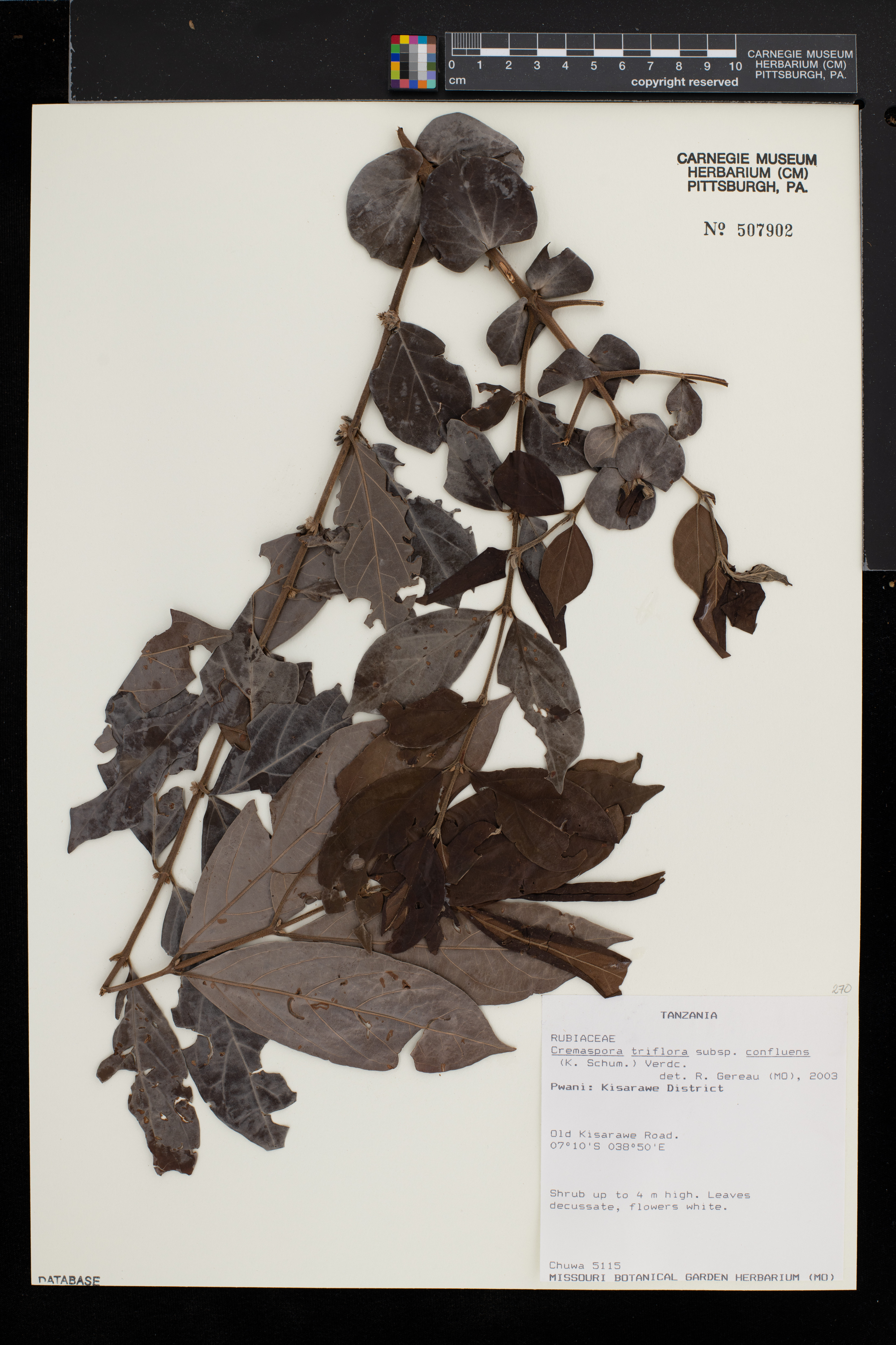 Cremaspora triflora subsp. confluens image