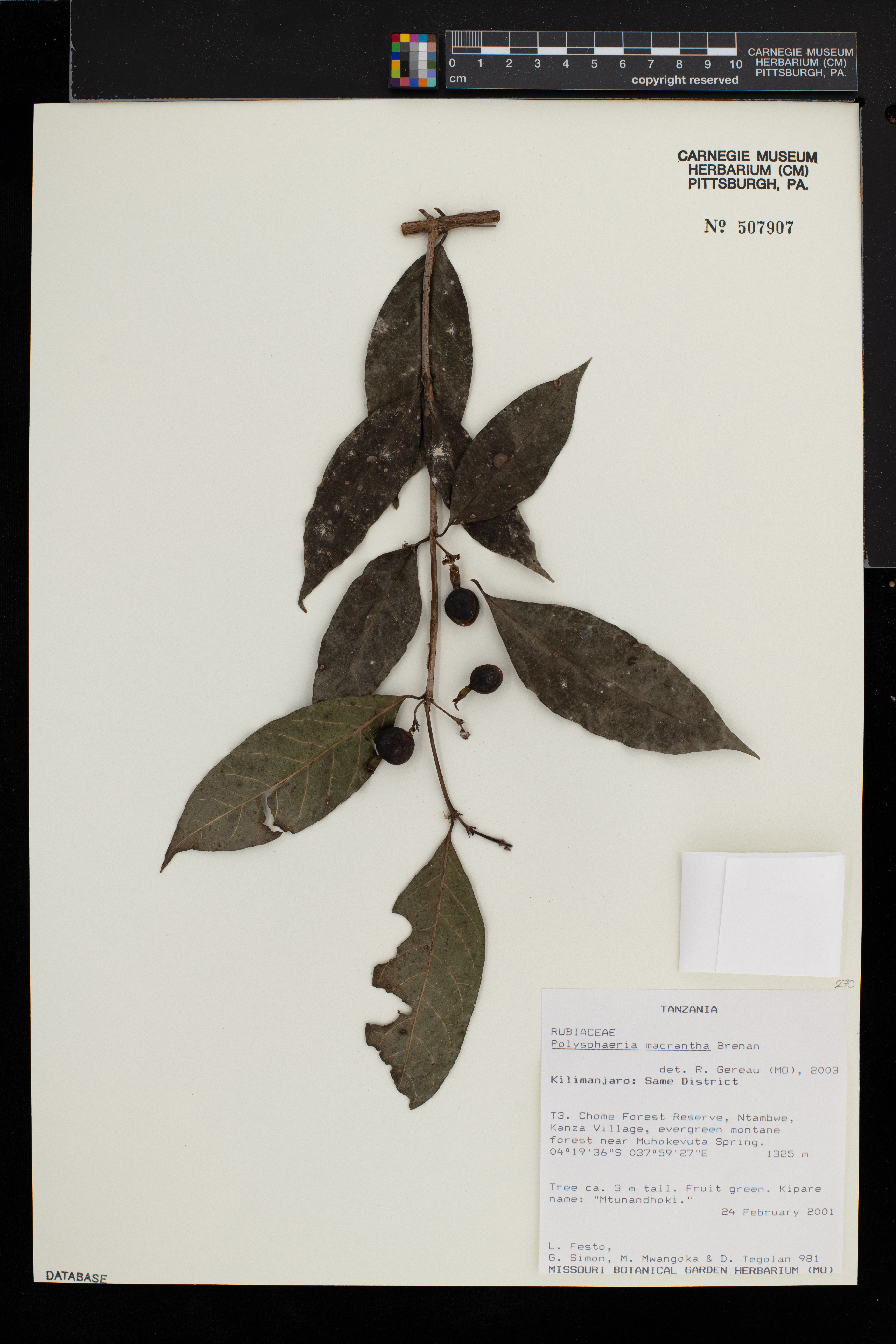 Polysphaeria macrantha image