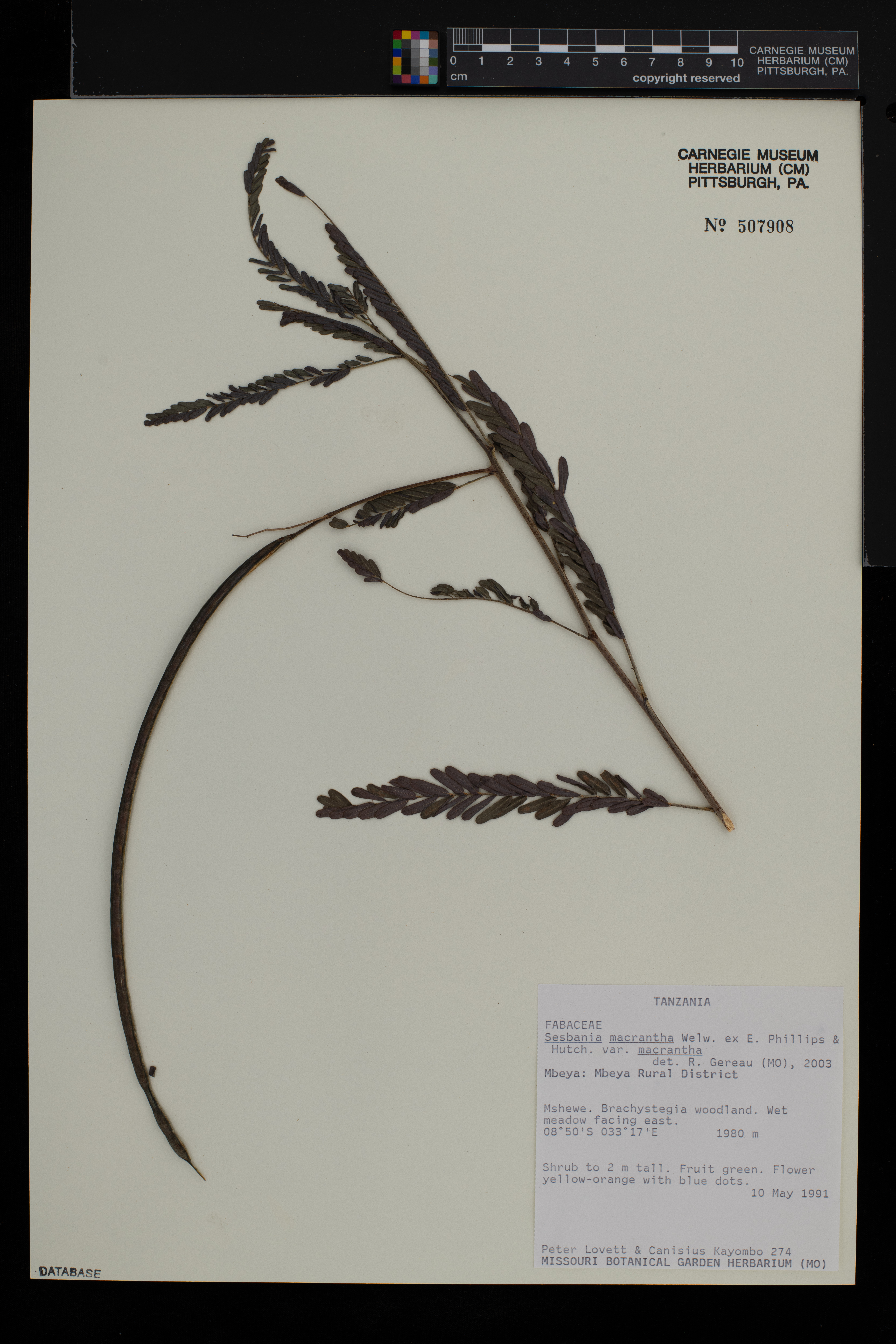 Sesbania macrantha image