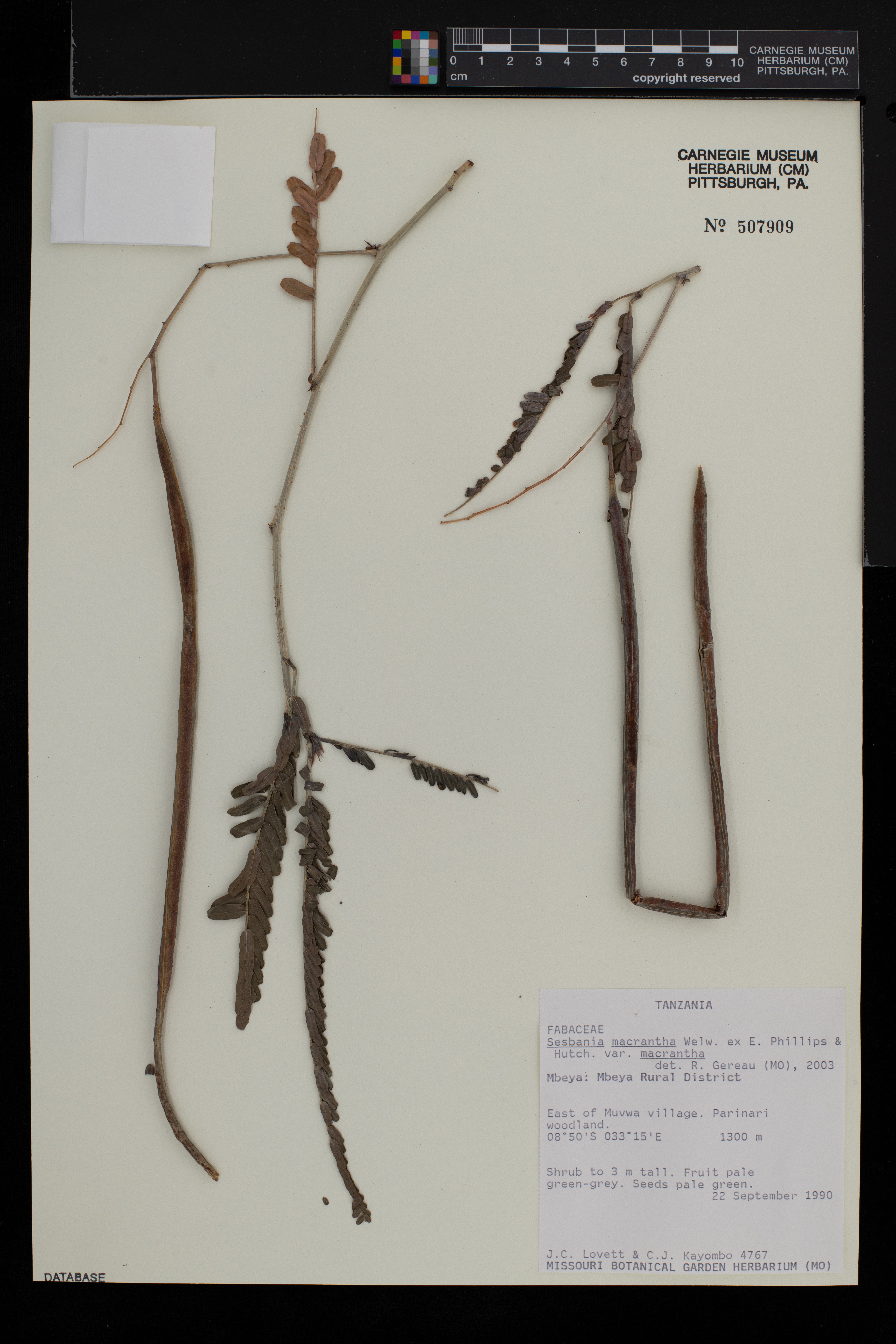 Sesbania macrantha var. macrantha image