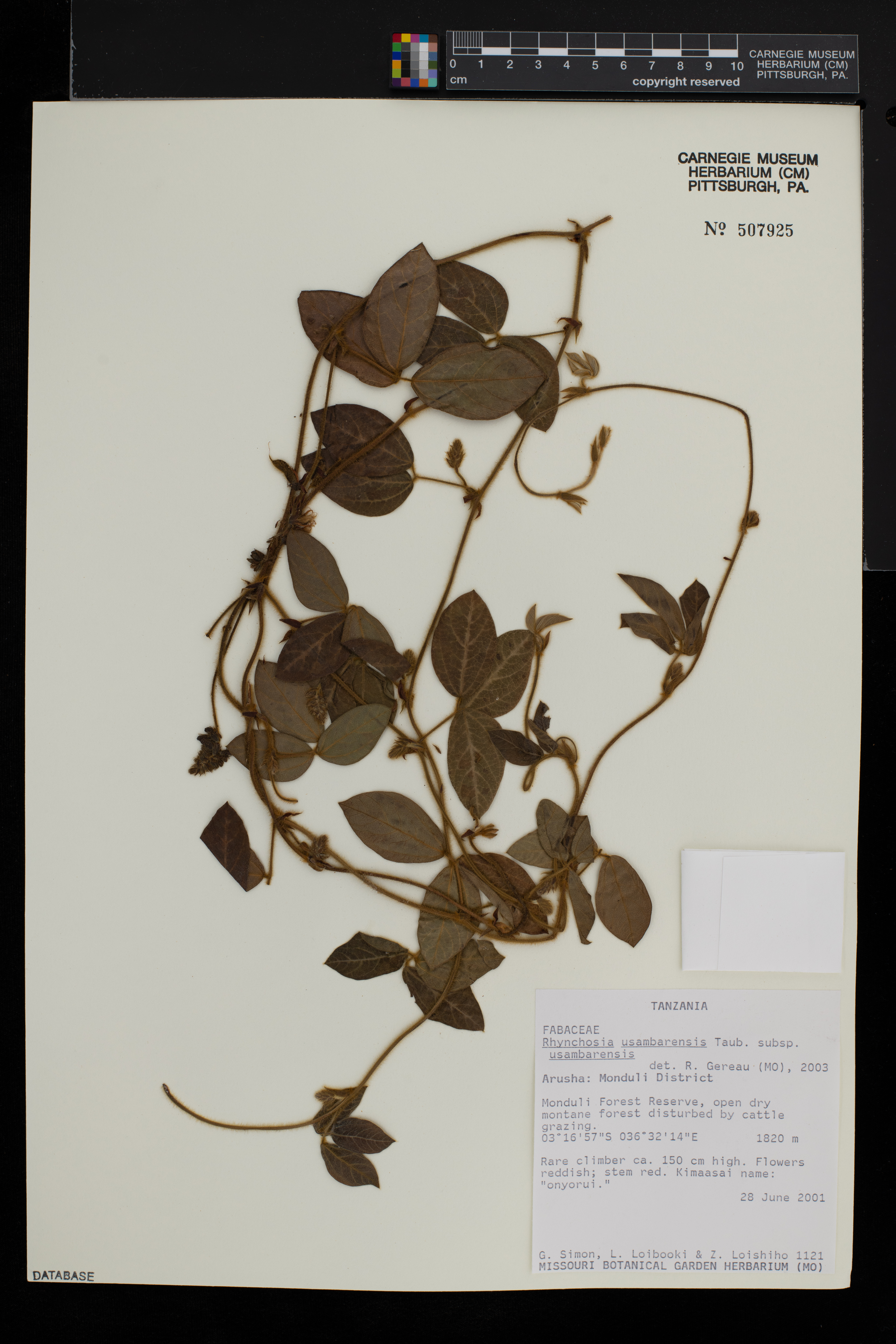 Rhynchosia usambarensis subsp. usambarensis image
