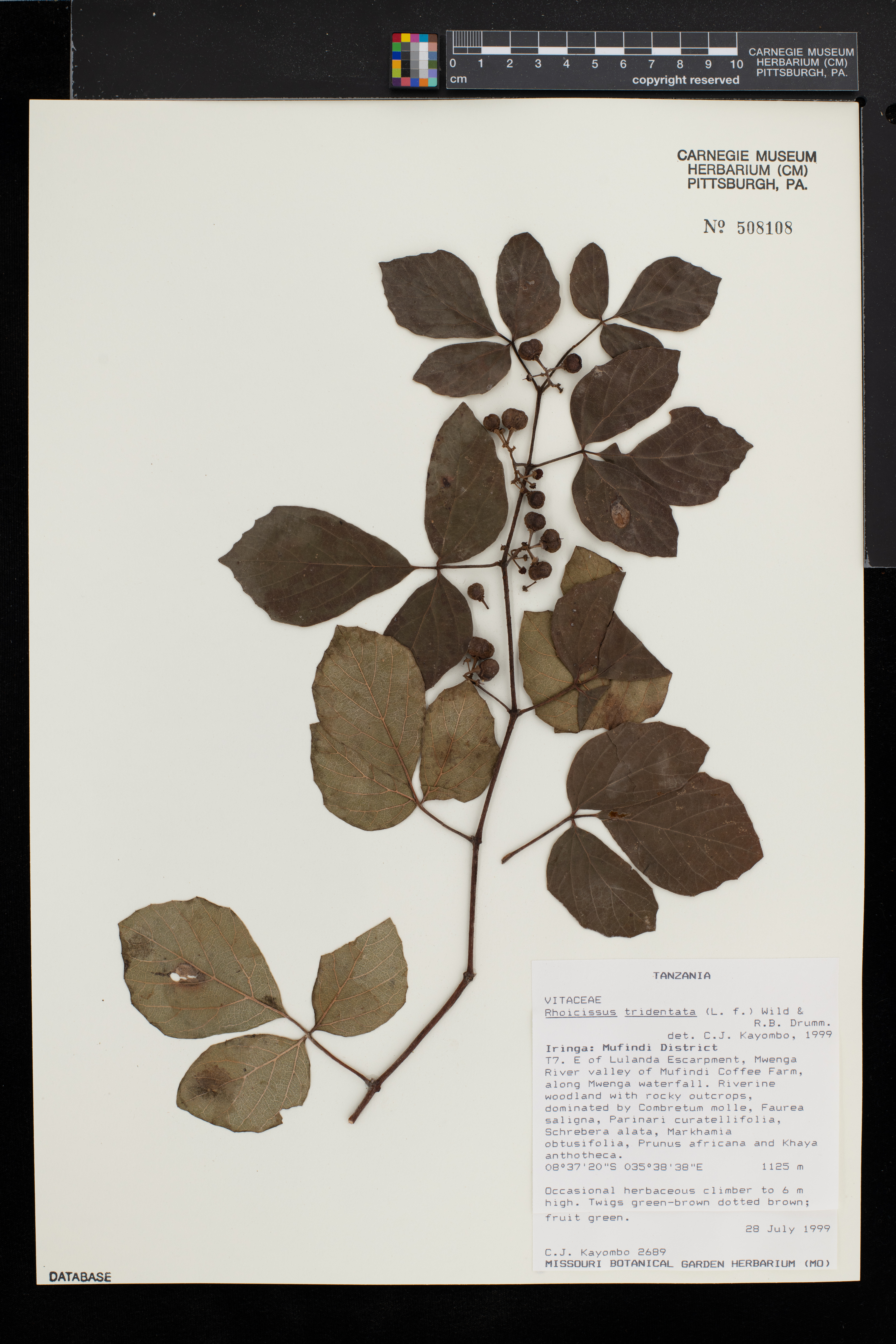 Rhoicissus tridentata image