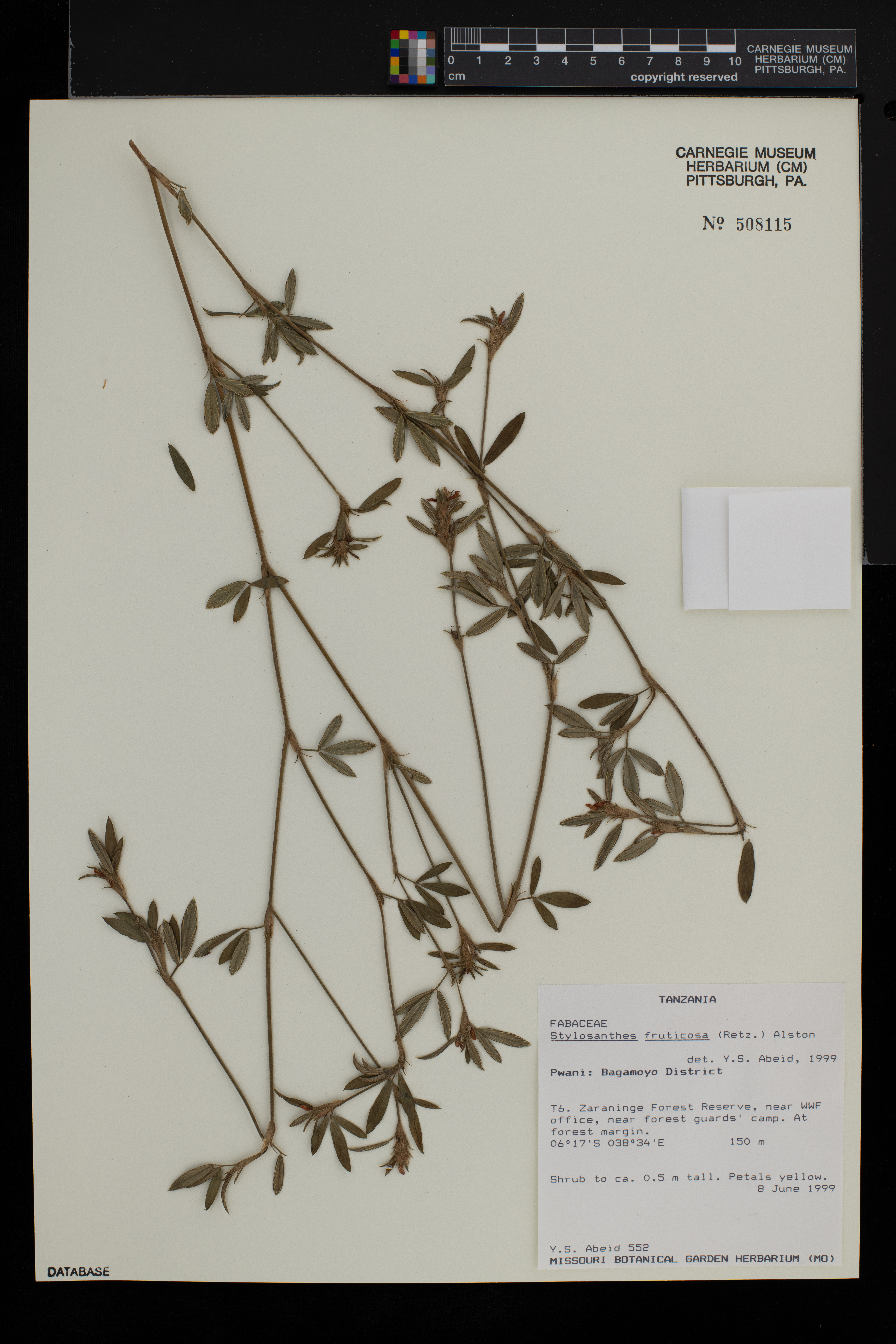 Stylosanthes fruticosa image