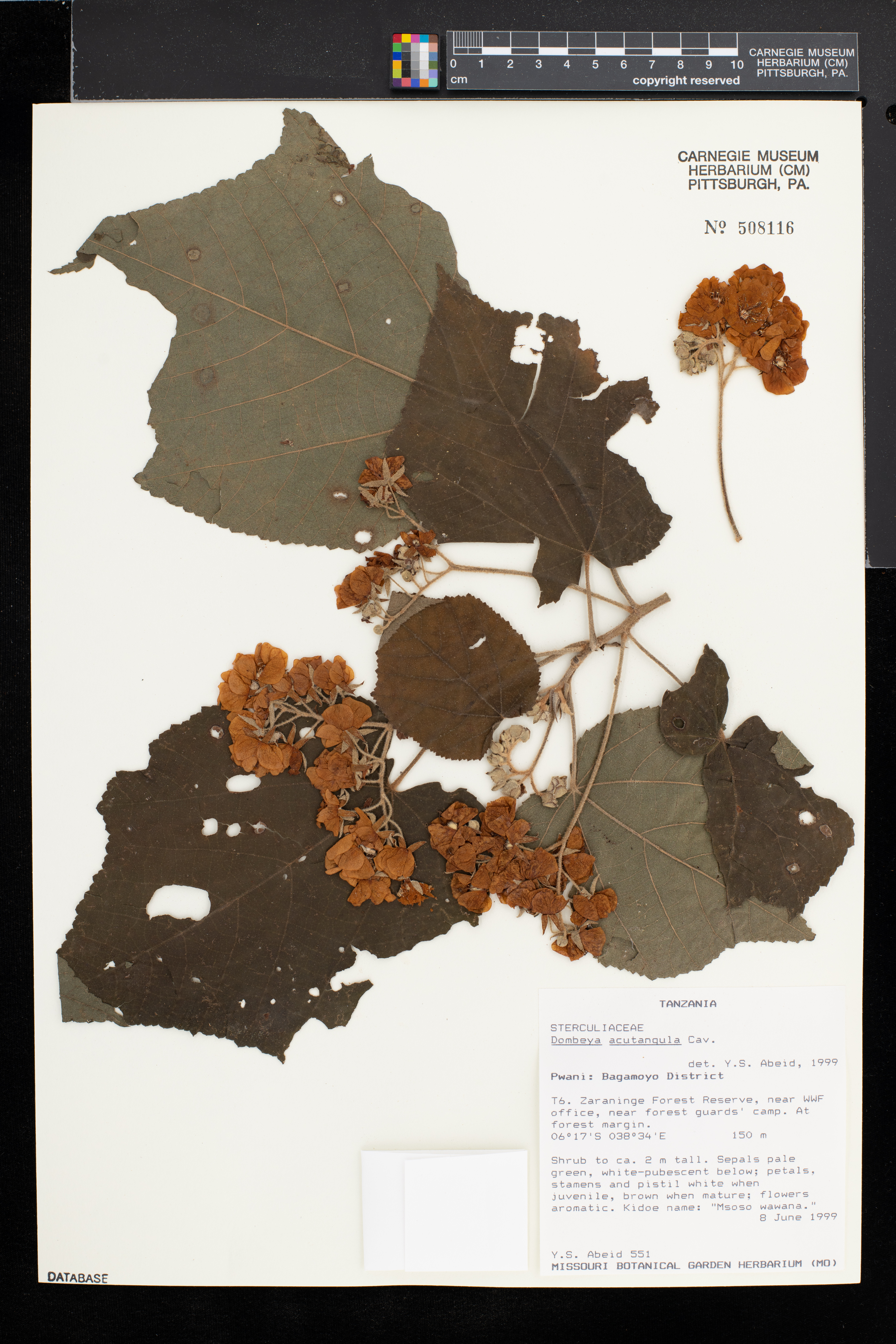 Dombeya acutangula image