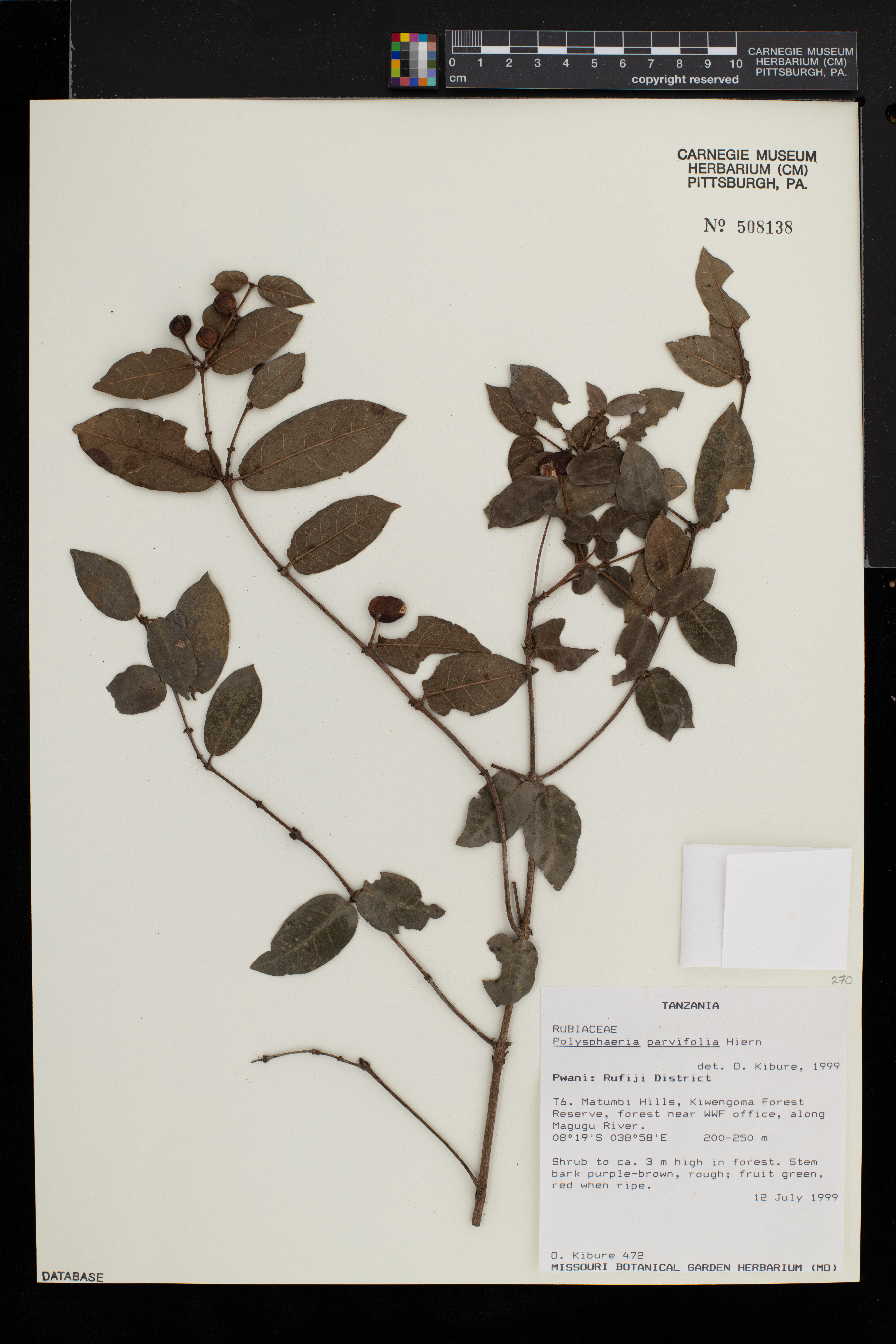 Polysphaeria parvifolia image