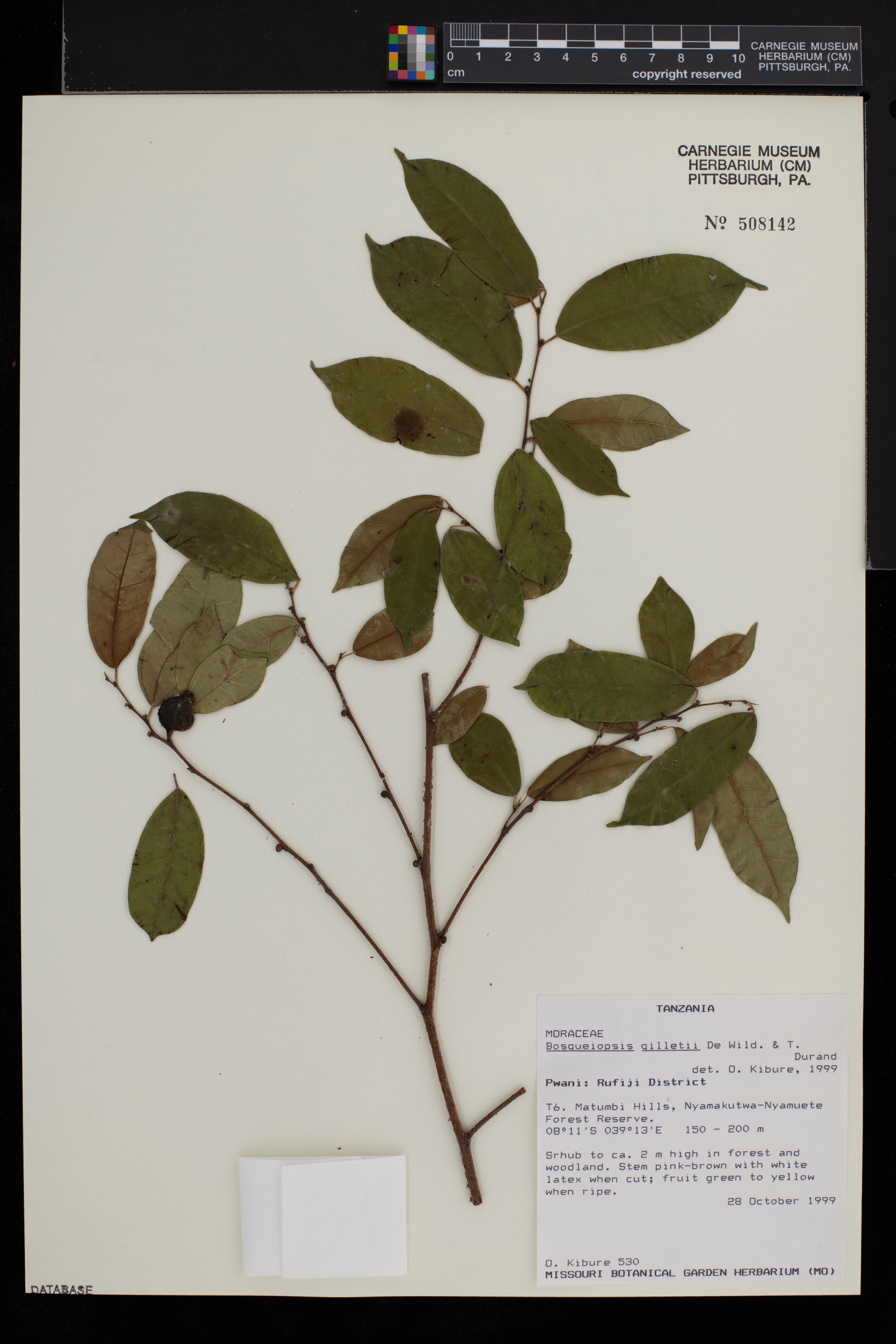 Bosqueiopsis gilletii image