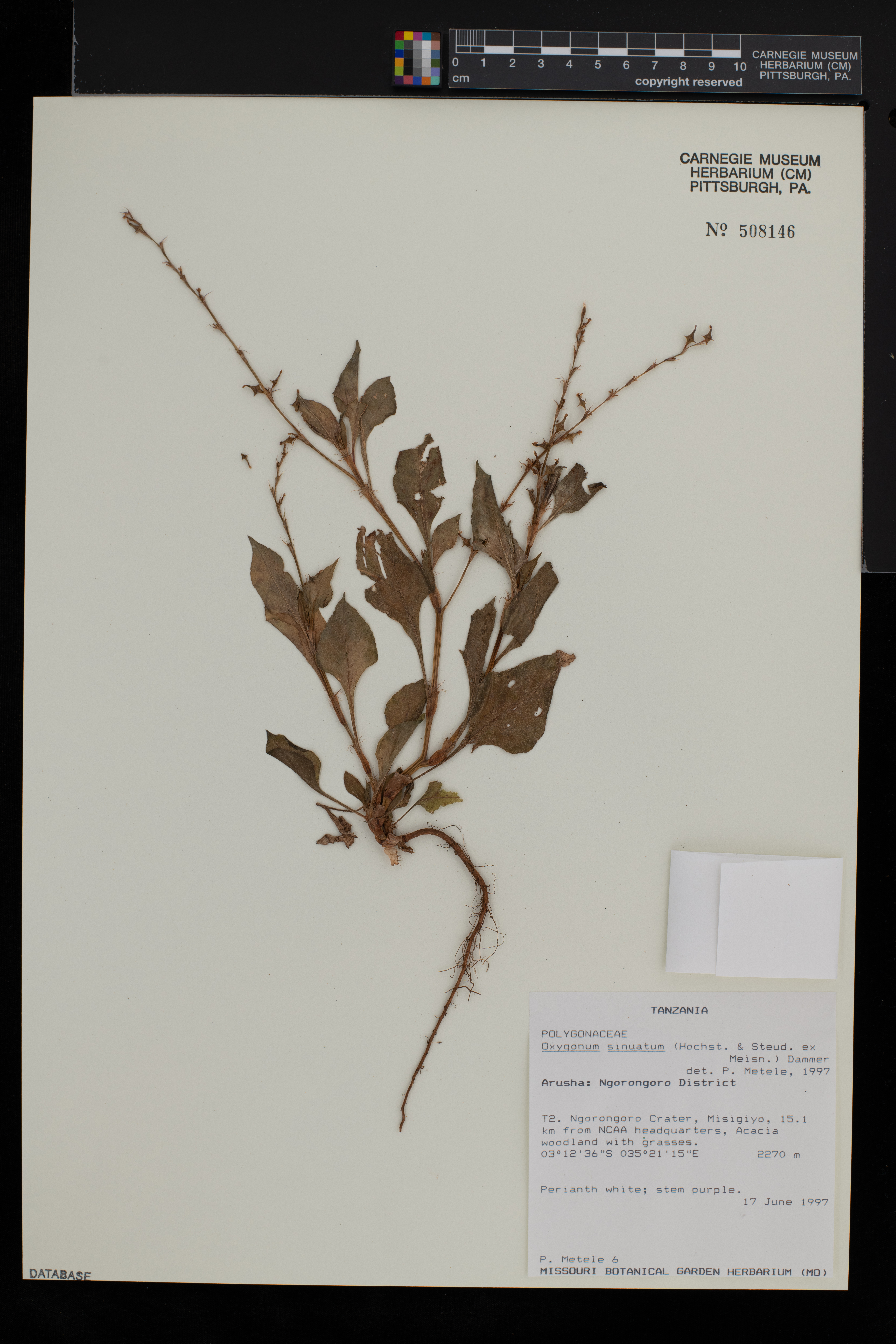 Oxygonum sinuatum image