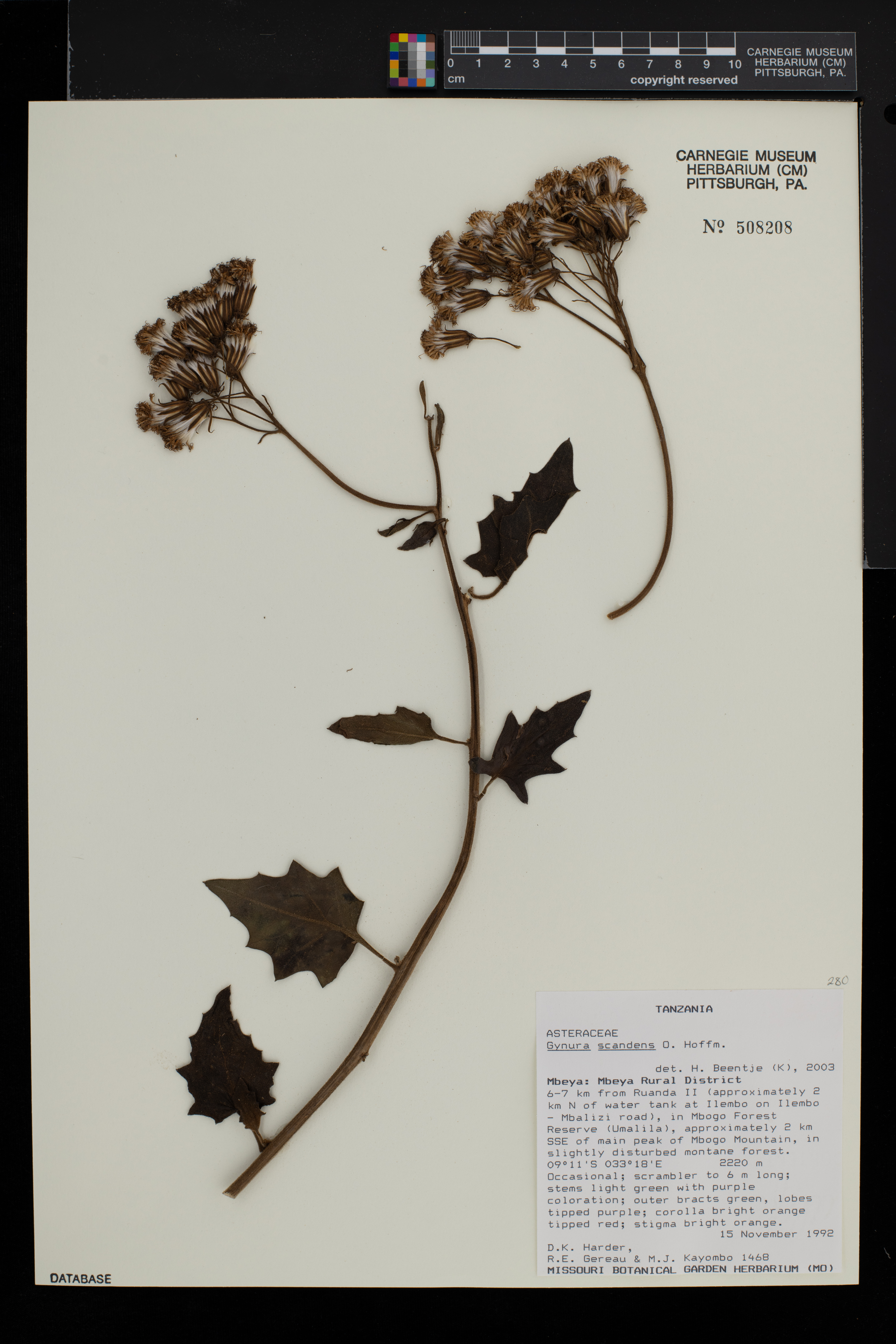 Gynura scandens image