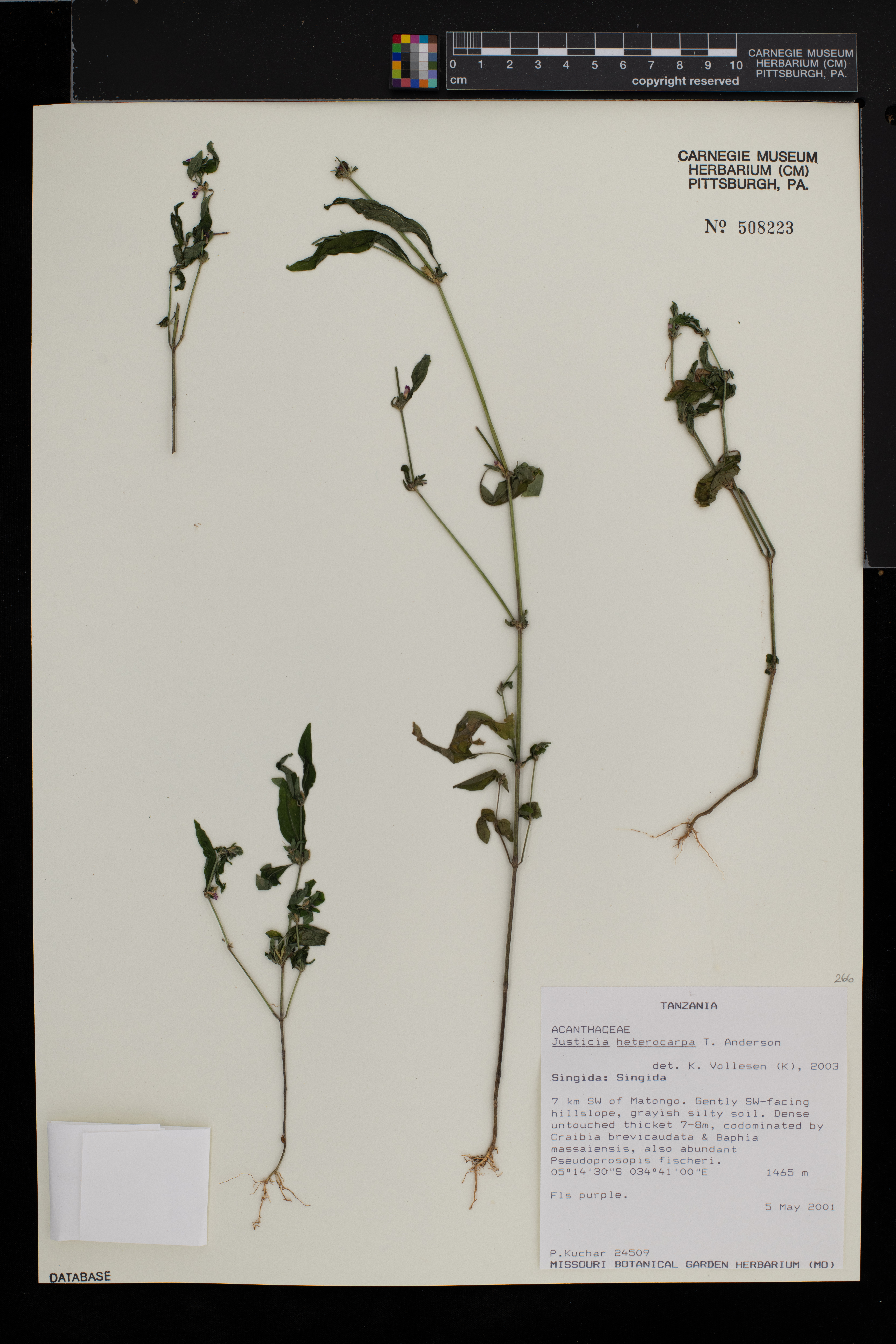 Justicia heterocarpa image