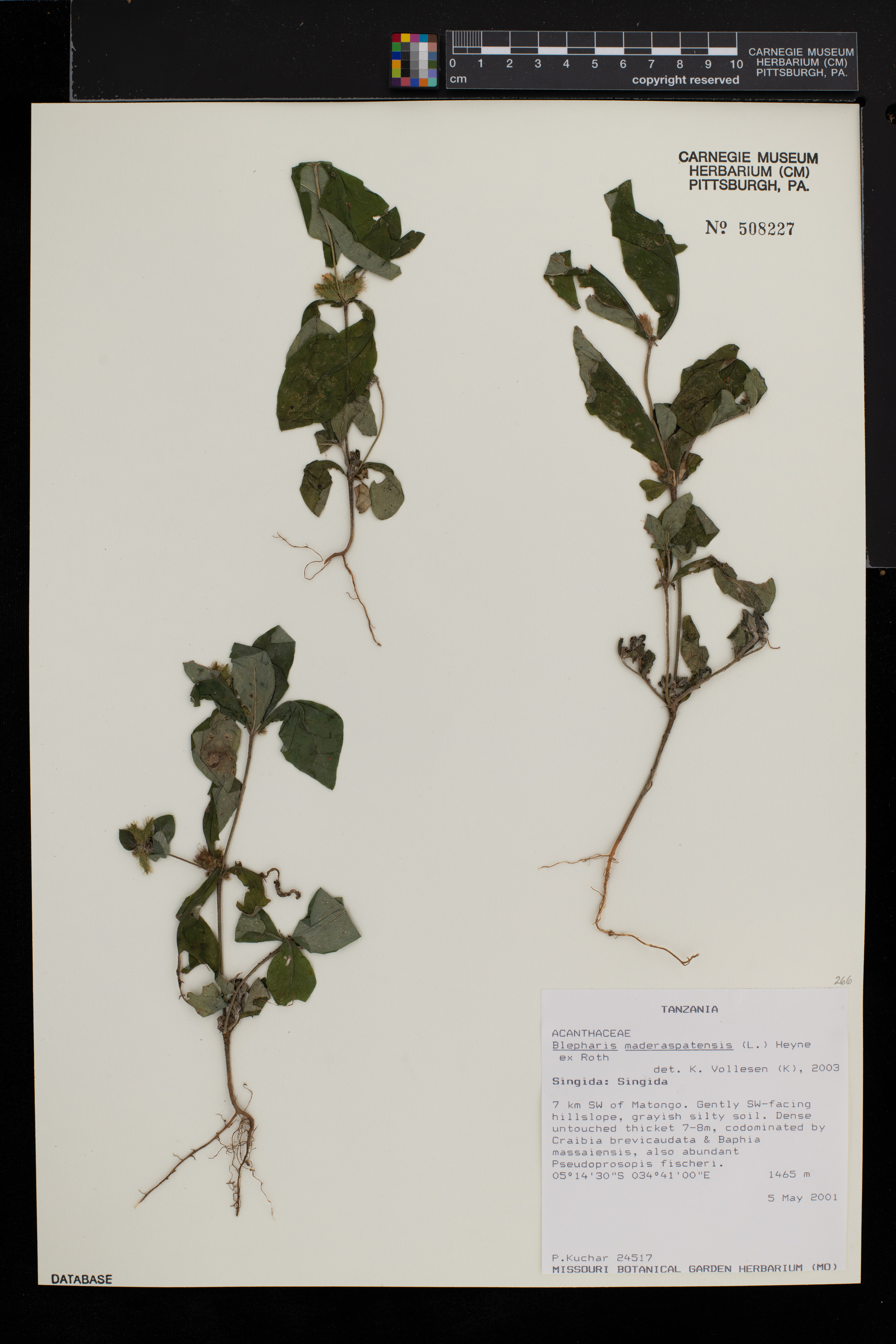 Blepharis maderaspatensis image