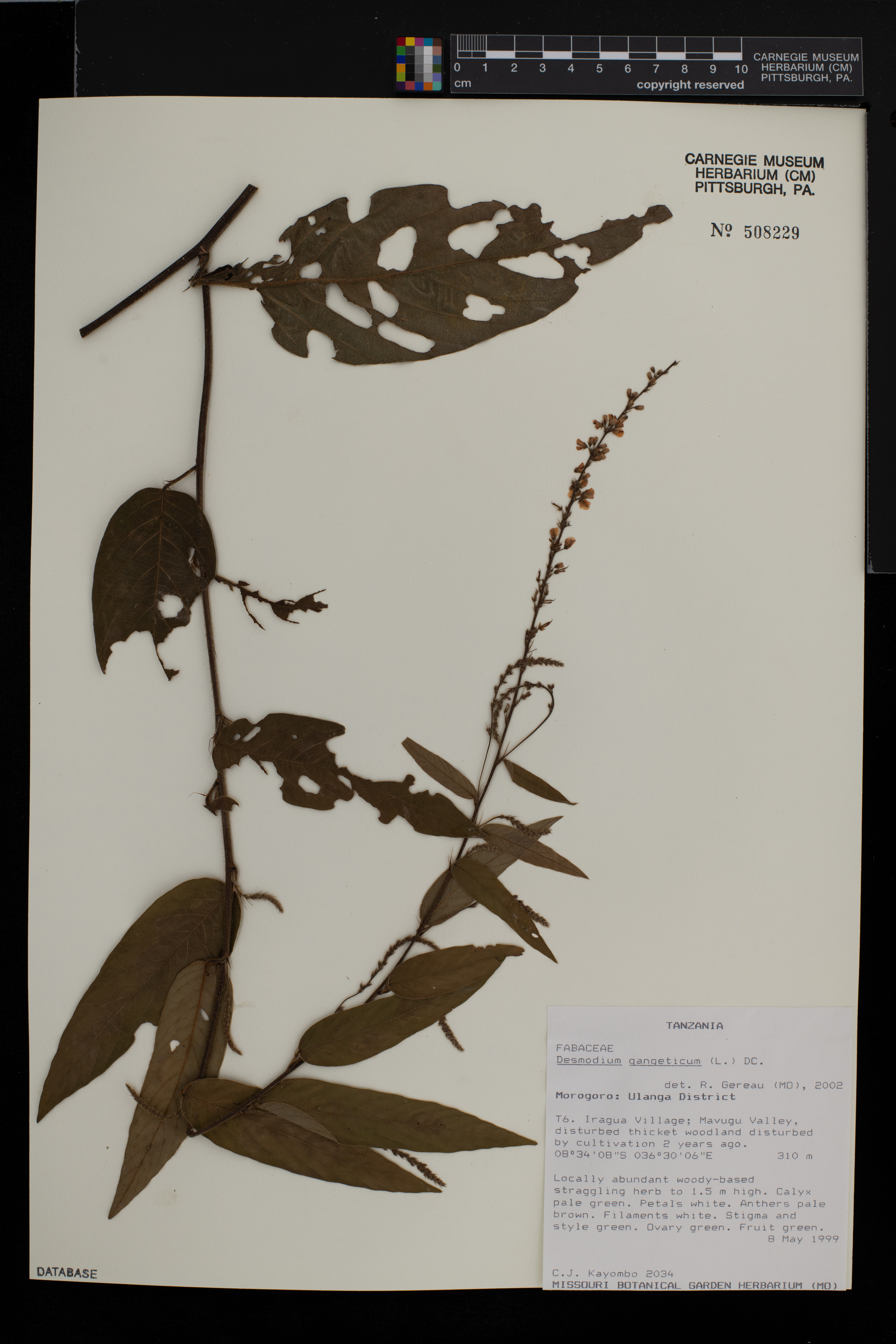 Desmodium gangeticum image