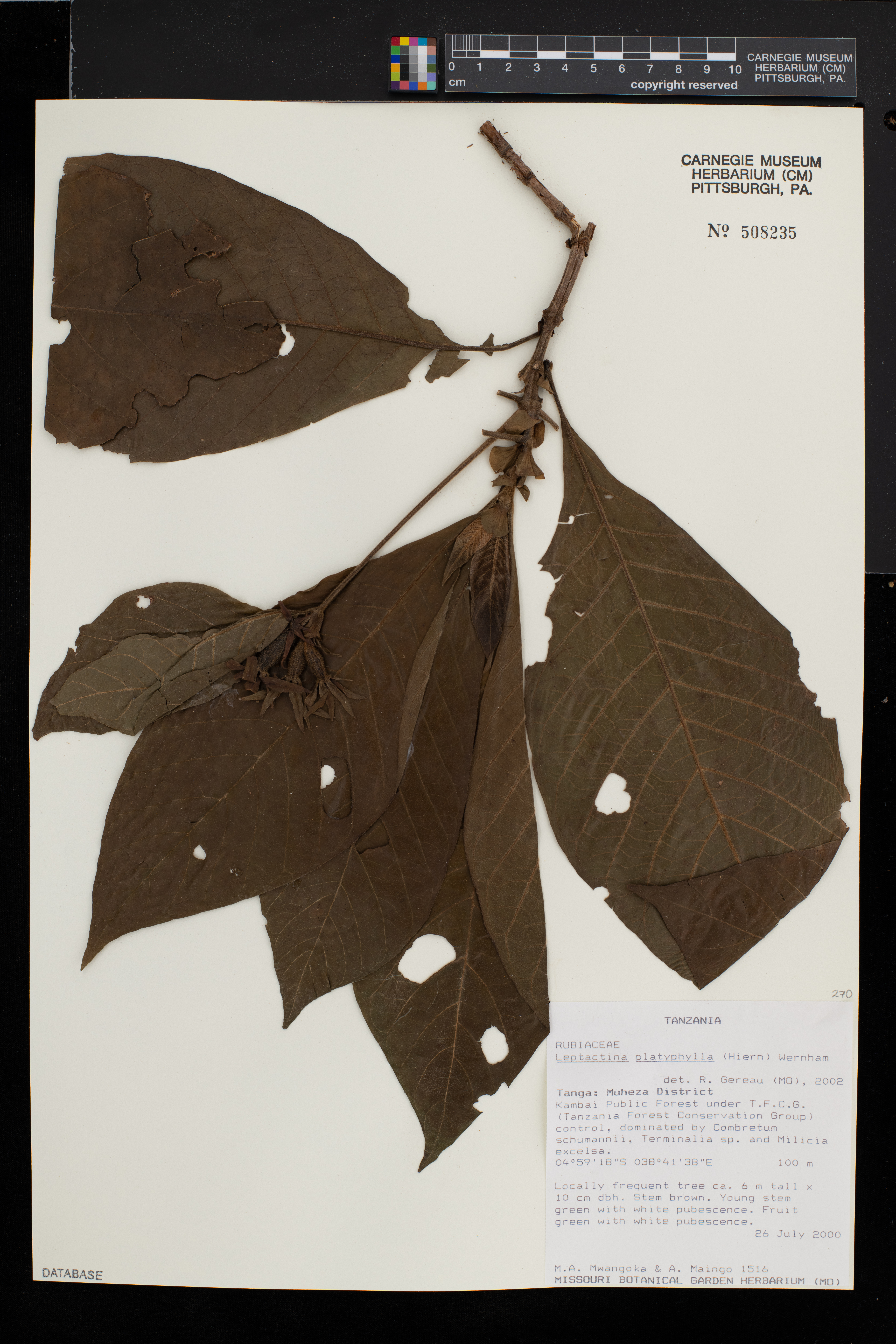 Leptactina platyphylla image