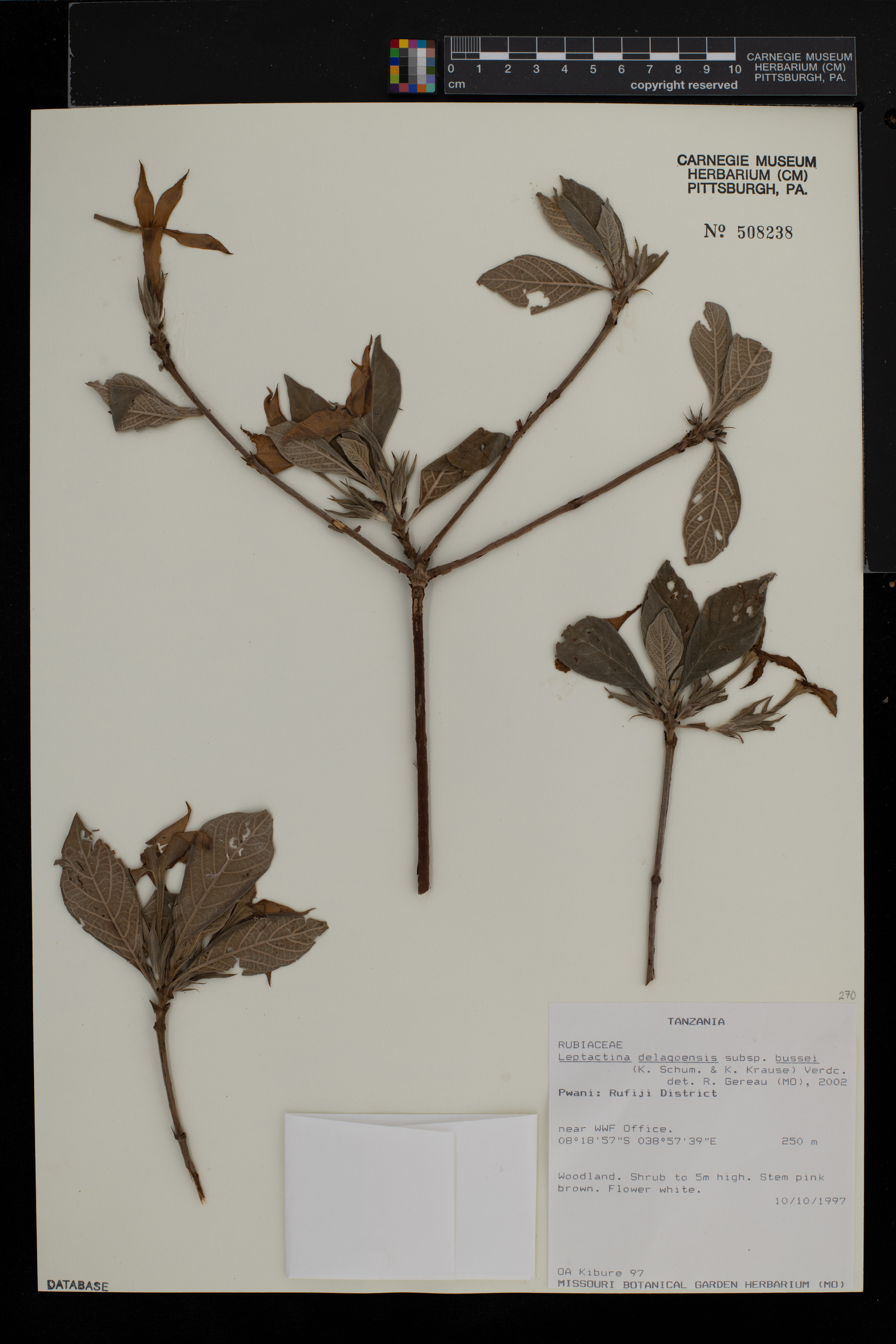 Leptactina delagoensis subsp. bussei image
