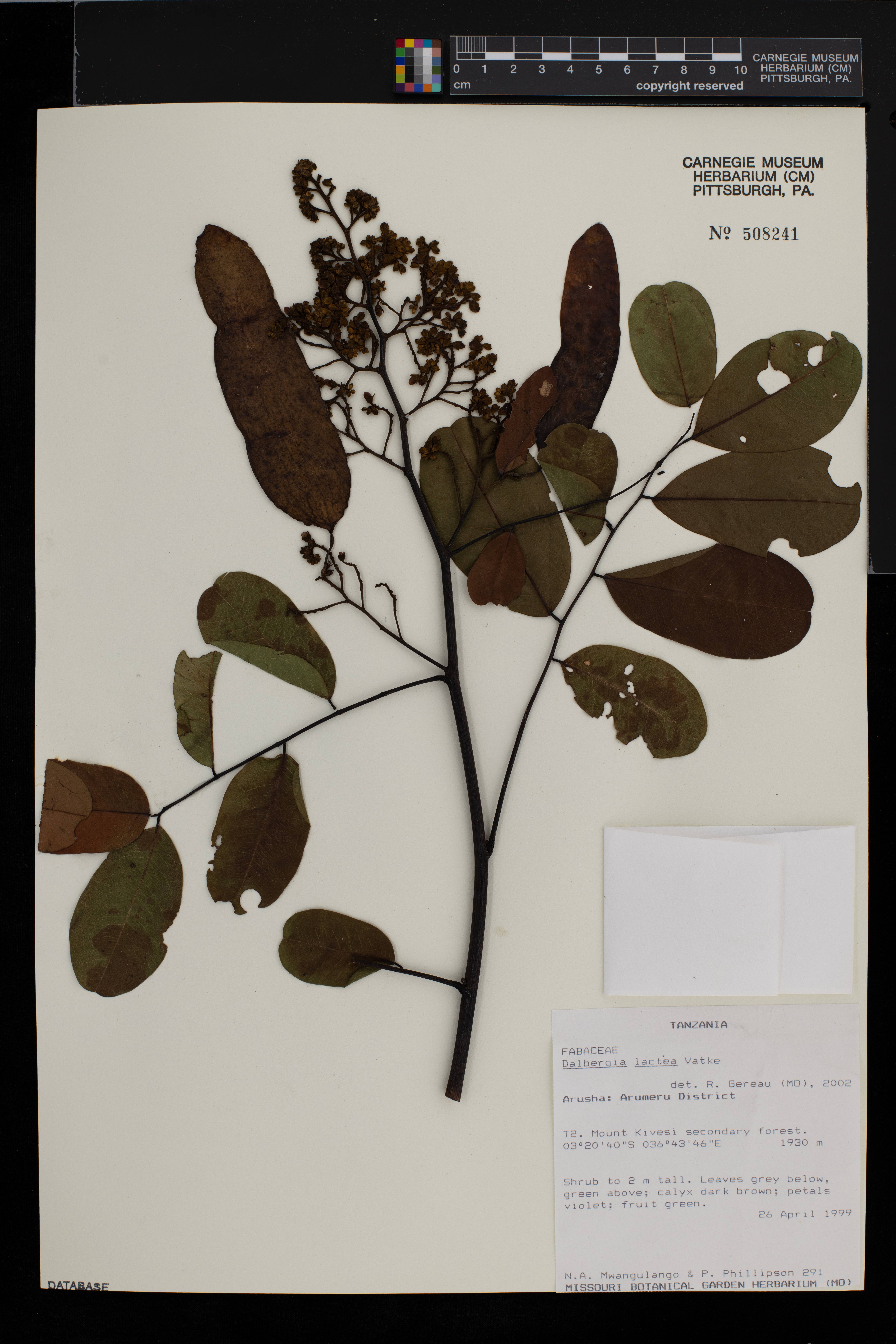 Dalbergia lactea image