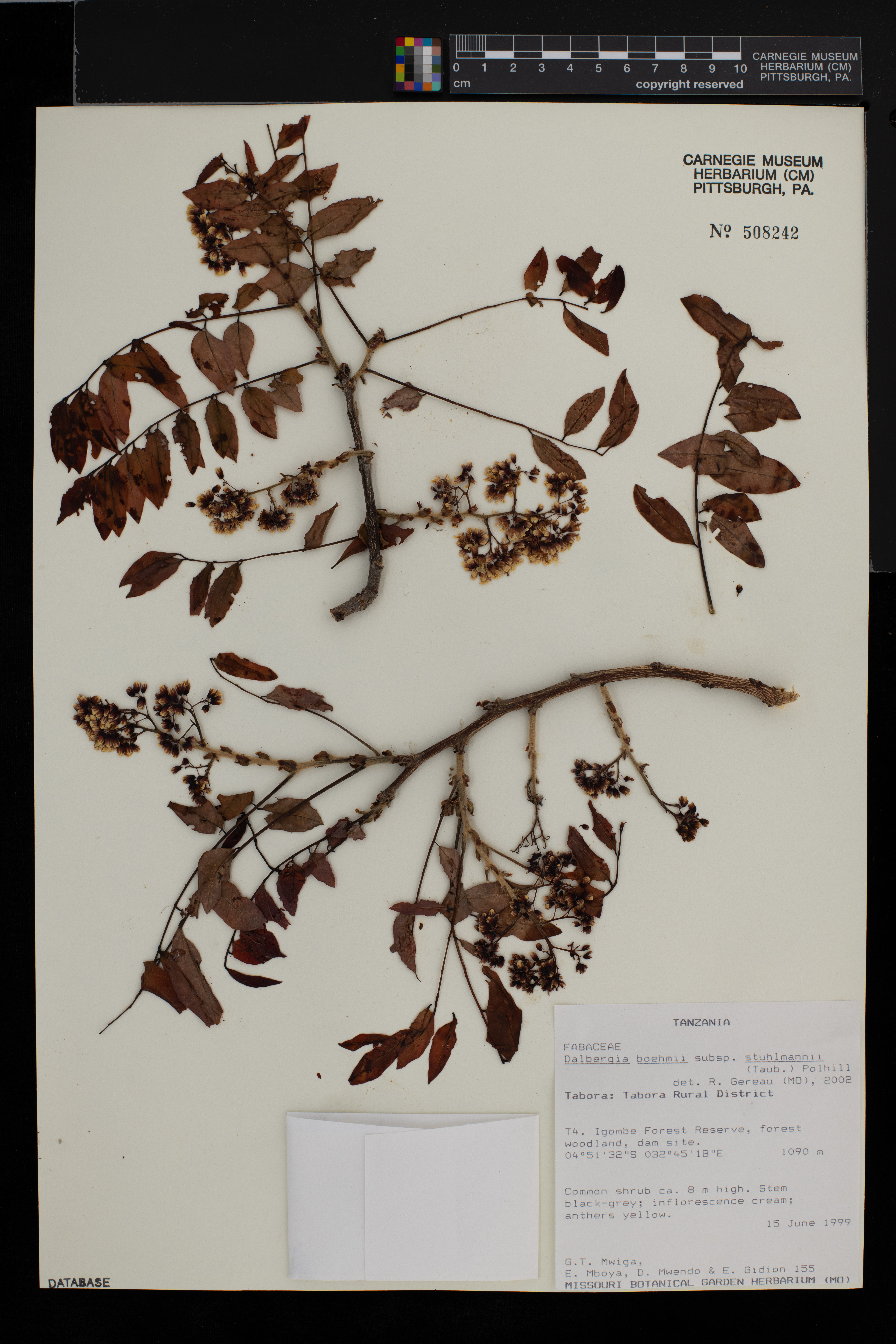 Dalbergia boehmii subsp. stuhlmannii image