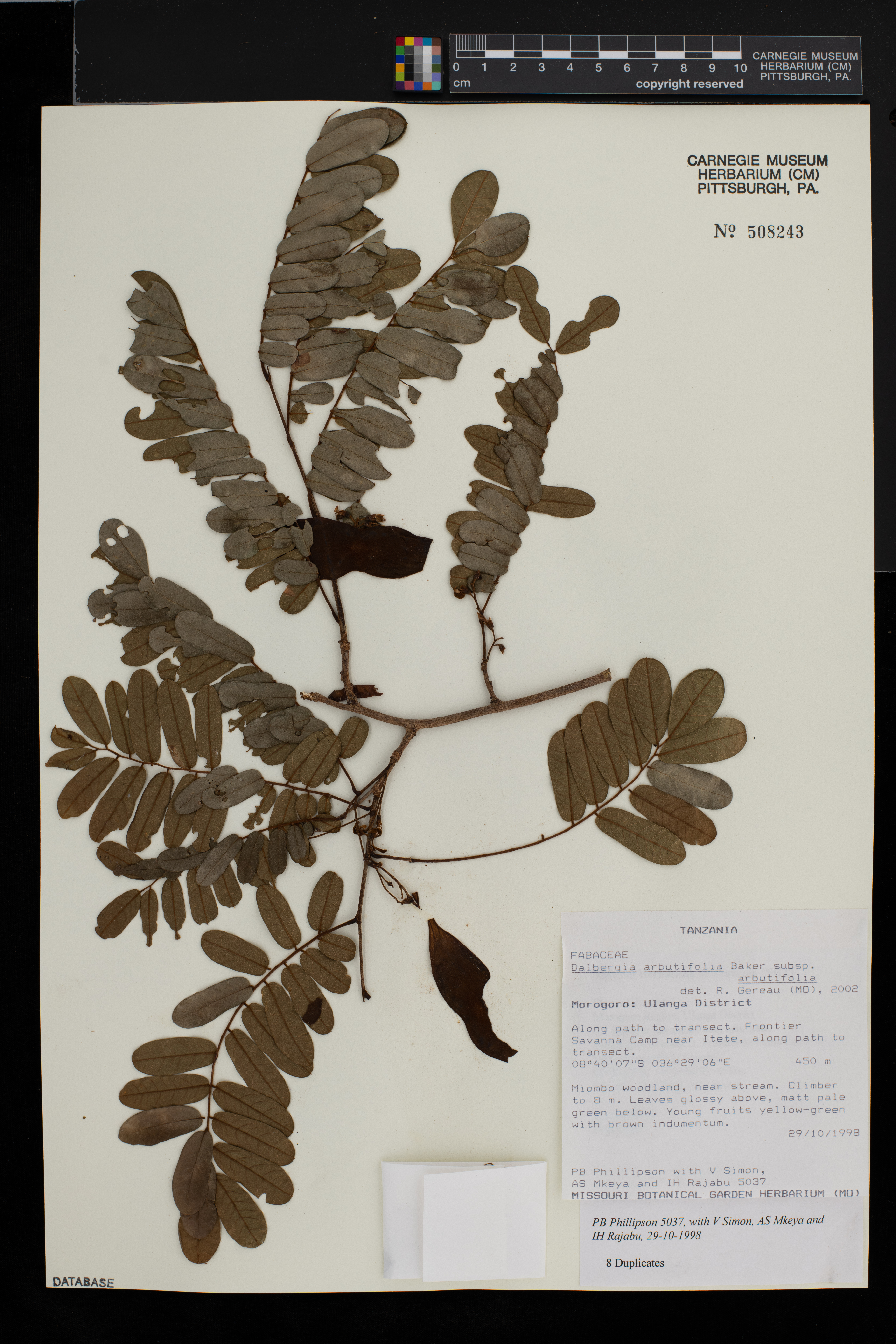 Dalbergia arbutifolia subsp. arbutifolia image