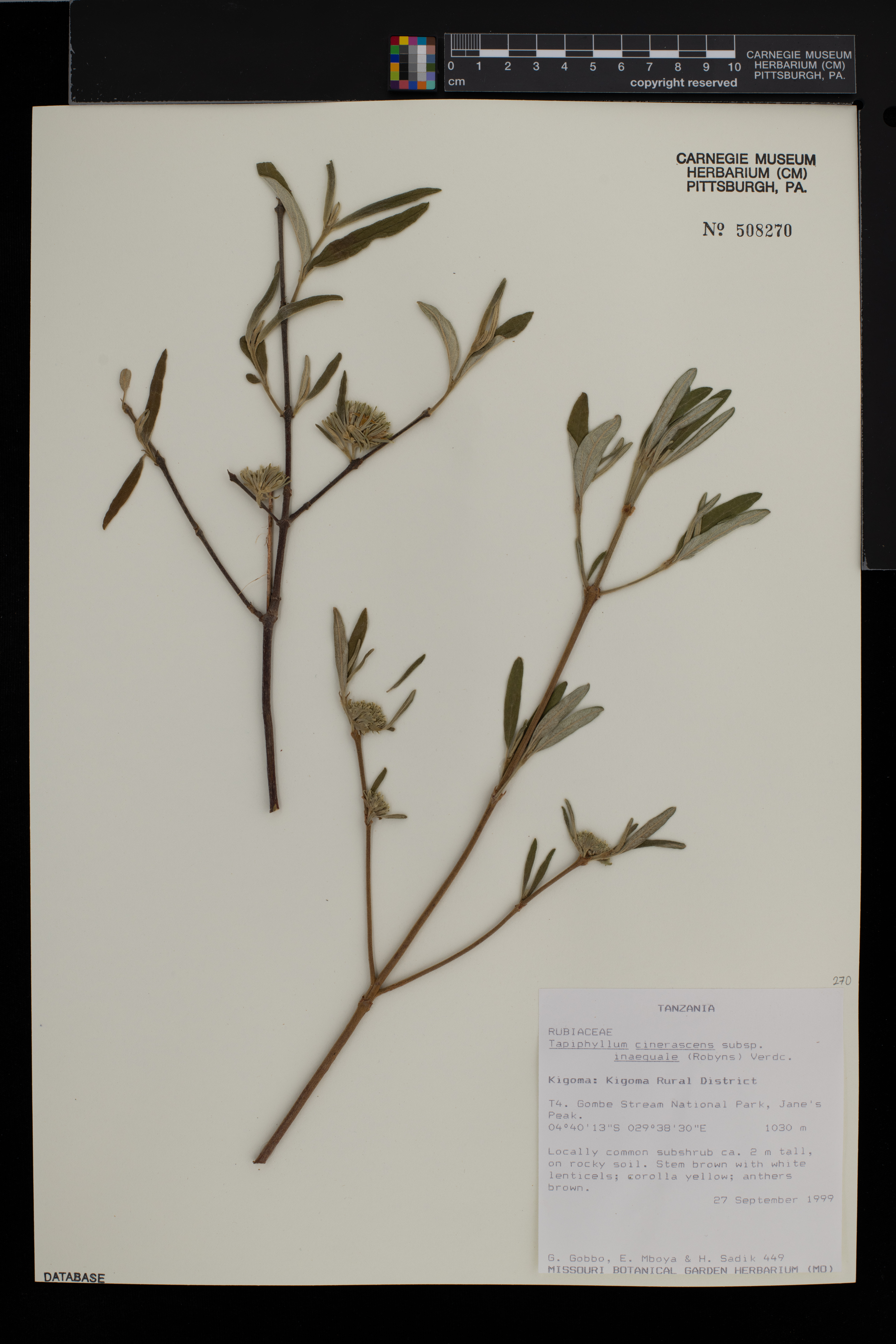 Vangueria cinerascens var. inaequalis image