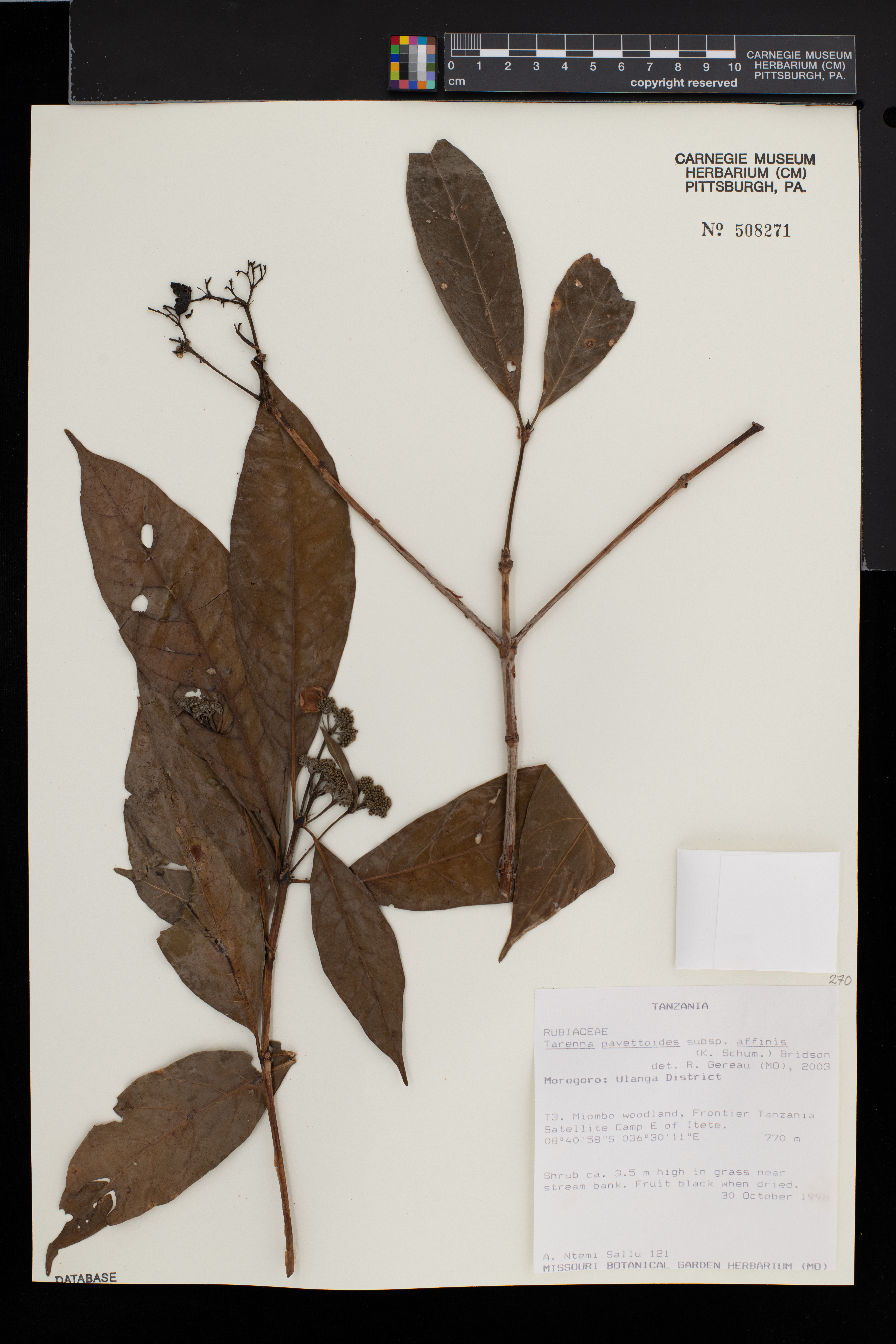 Tarenna pavettoides subsp. affinis image
