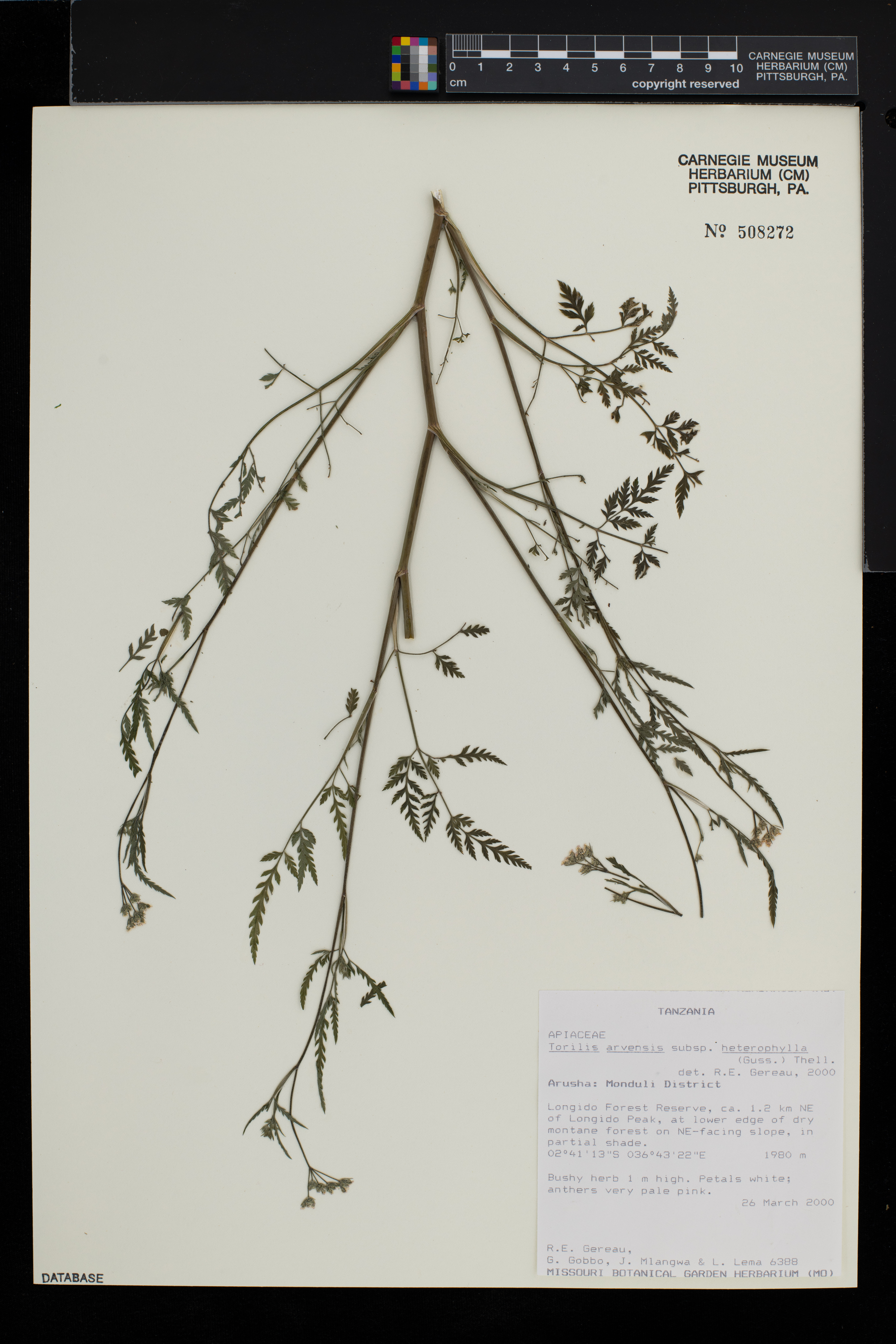 Torilis arvensis subsp. heterophylla image