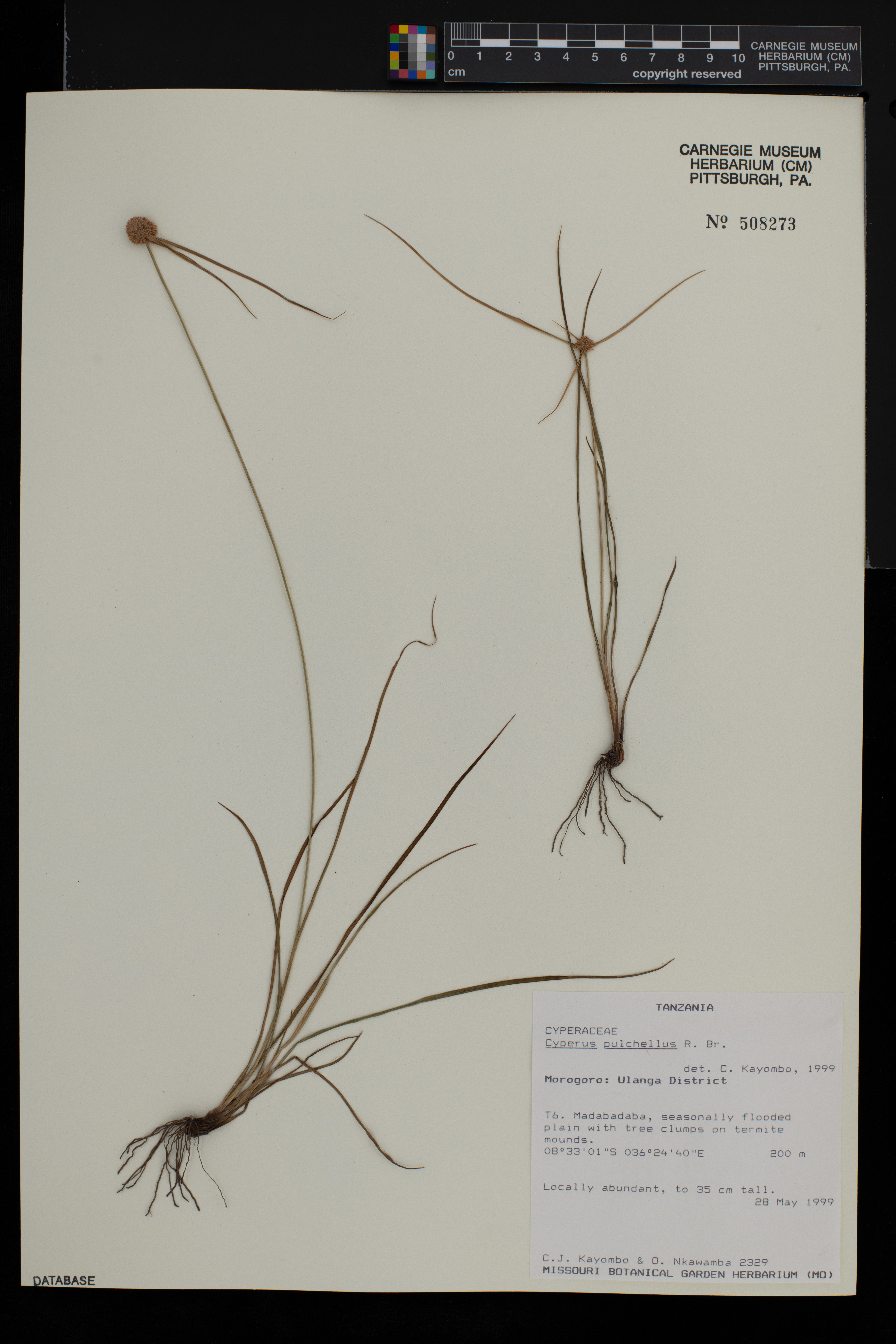 Cyperus pulchellus image