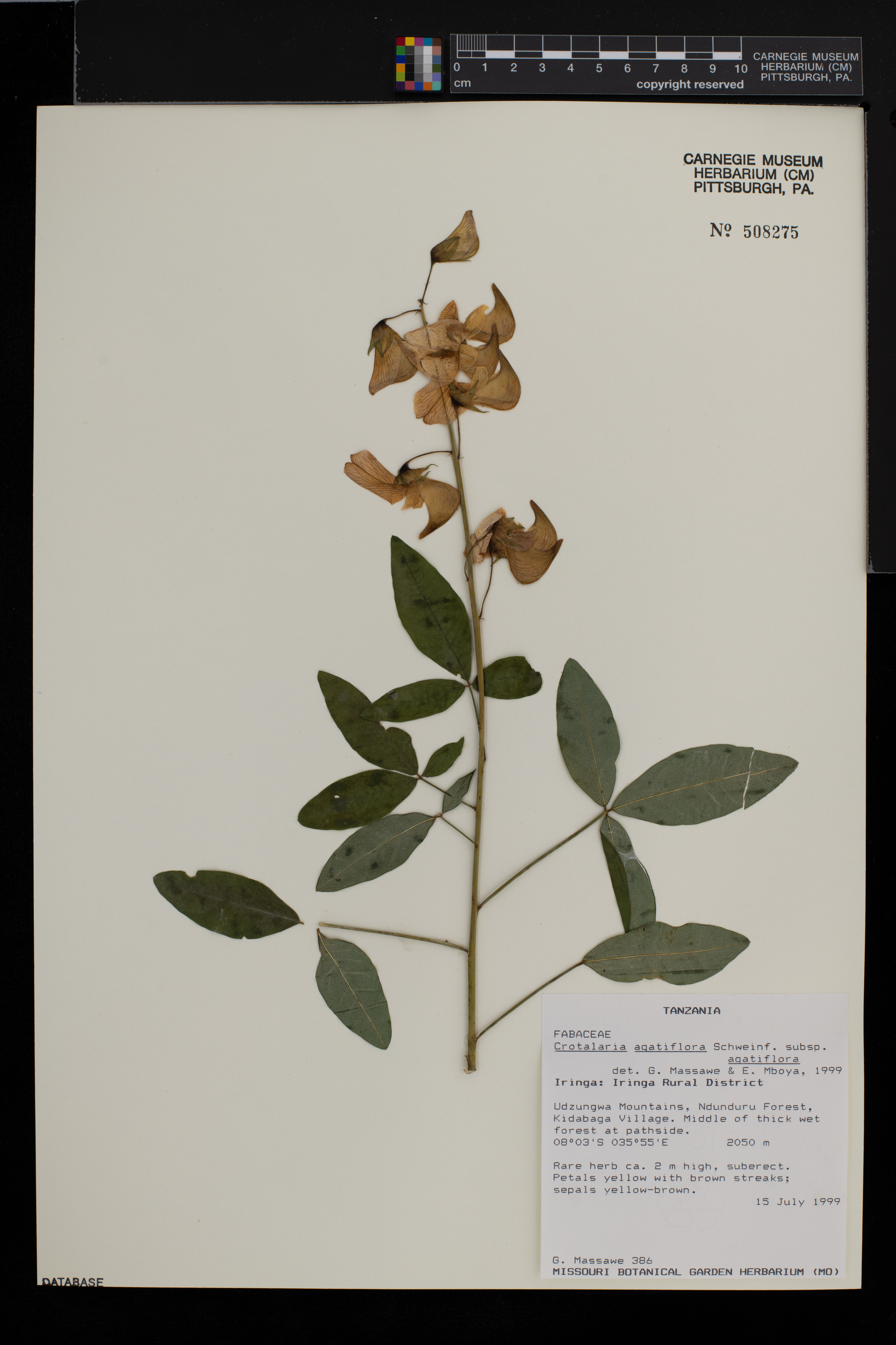 Crotalaria agatiflora subsp. agatiflora image