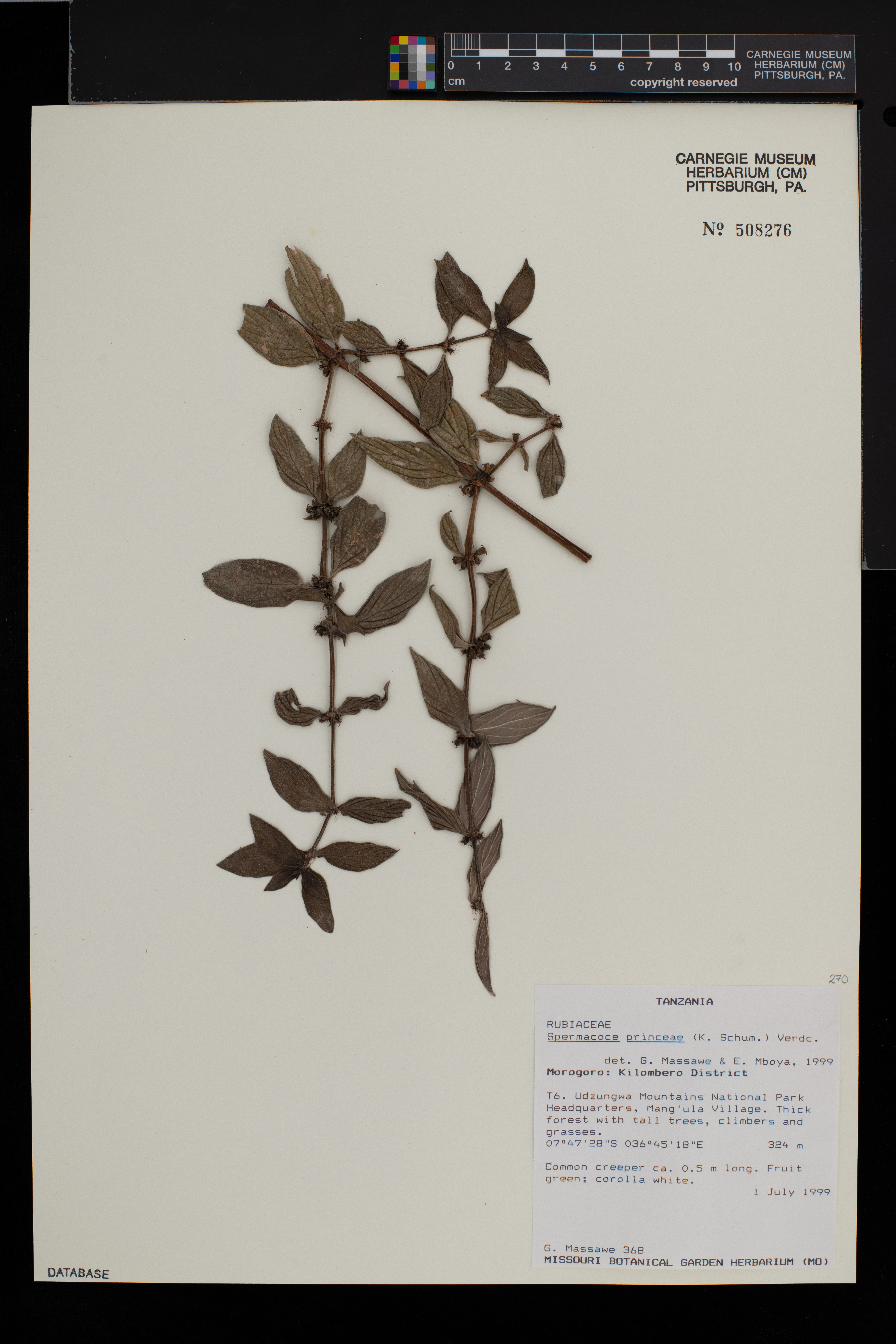 Spermacoce princeae image