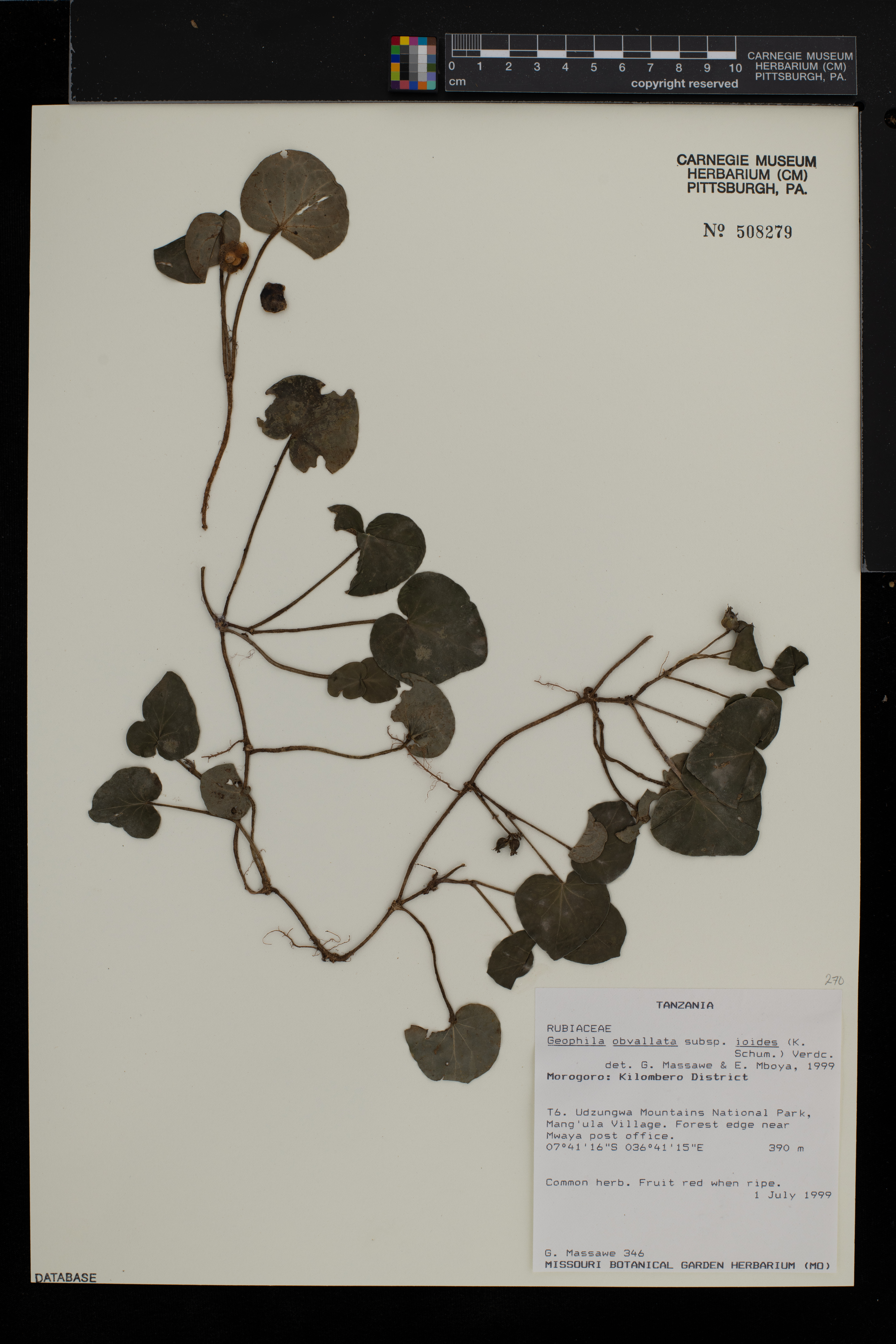 Geophila obvallata subsp. ioides image