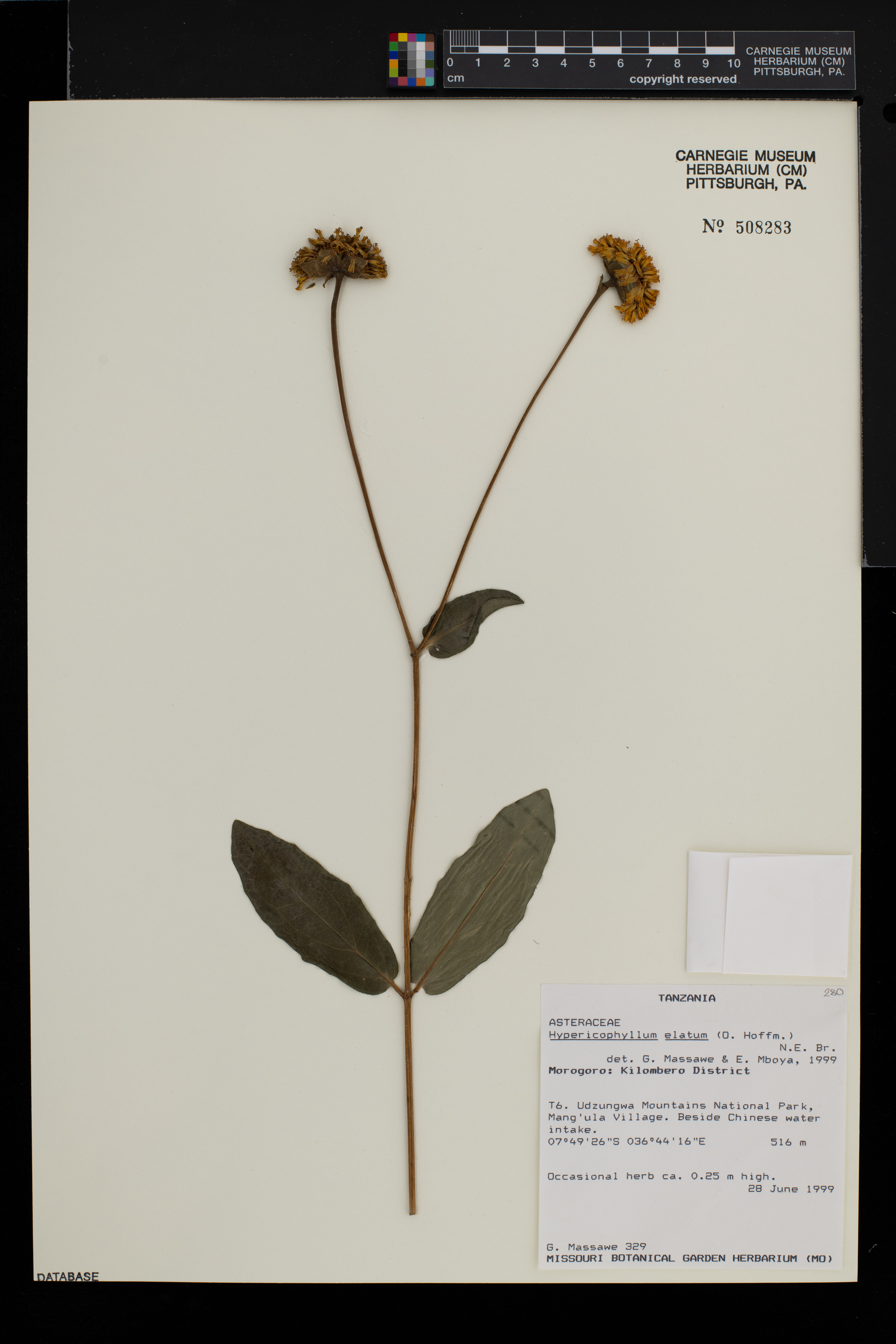 Hypericophyllum elatum image