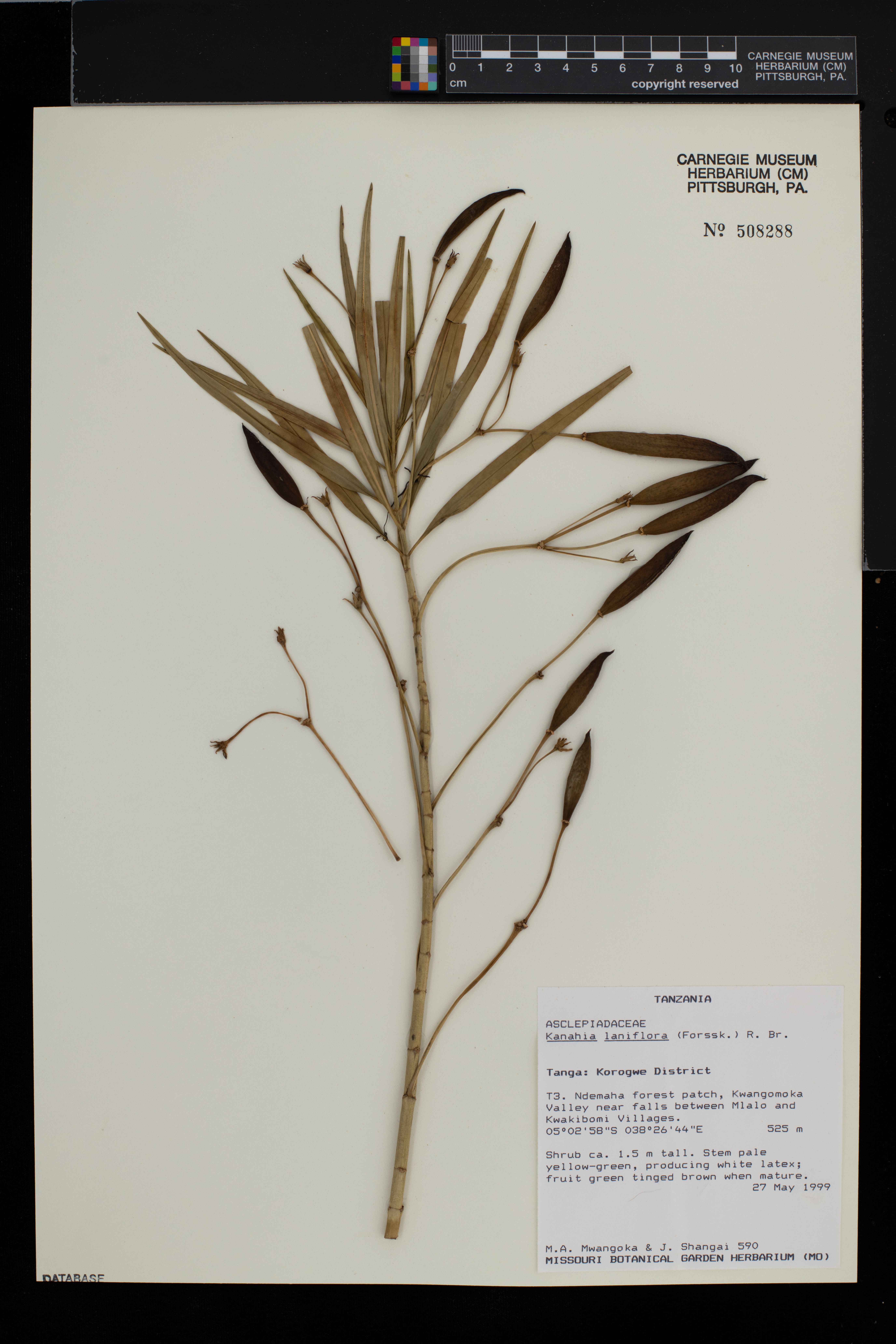Kanahia laniflora image
