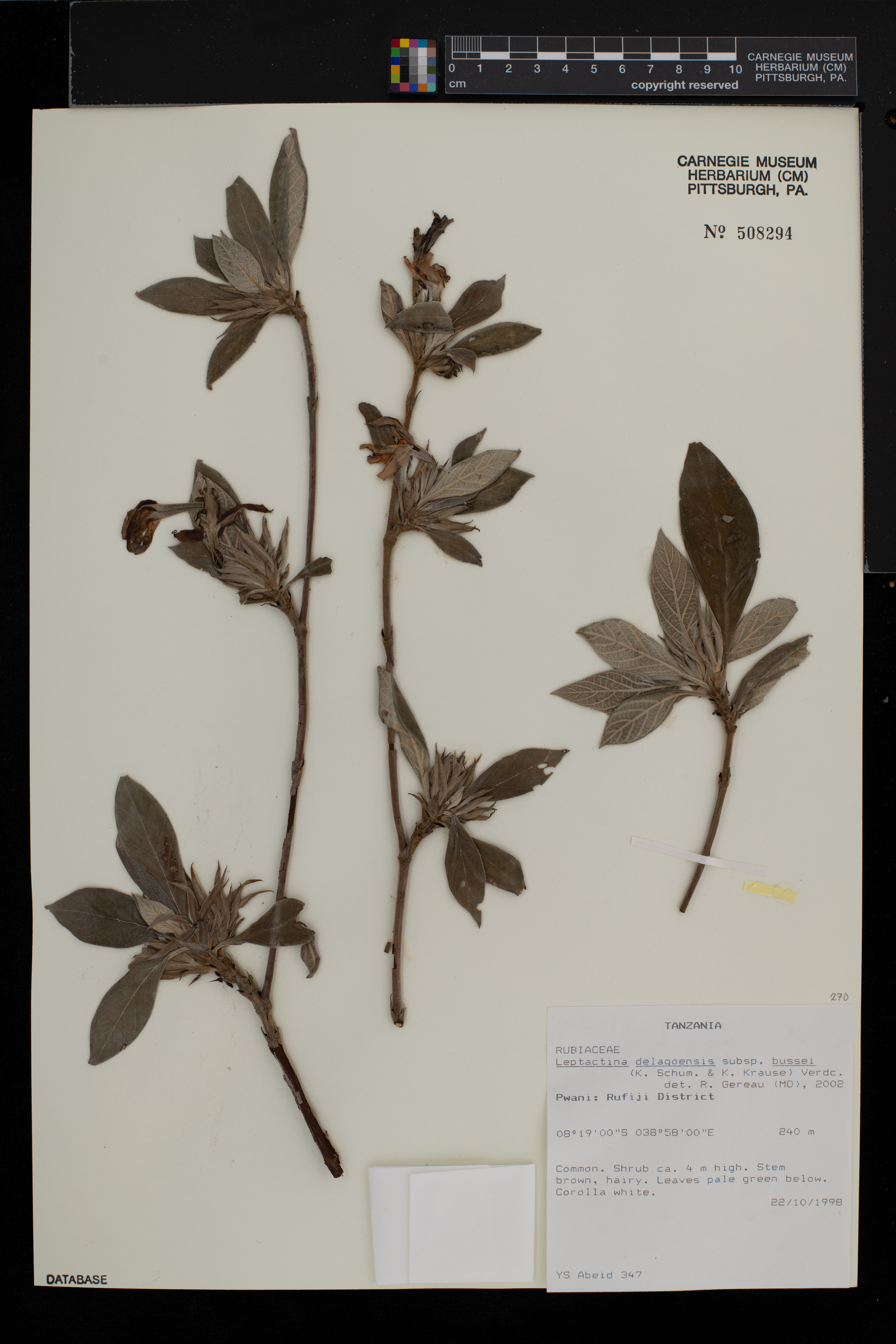 Leptactina delagoensis image