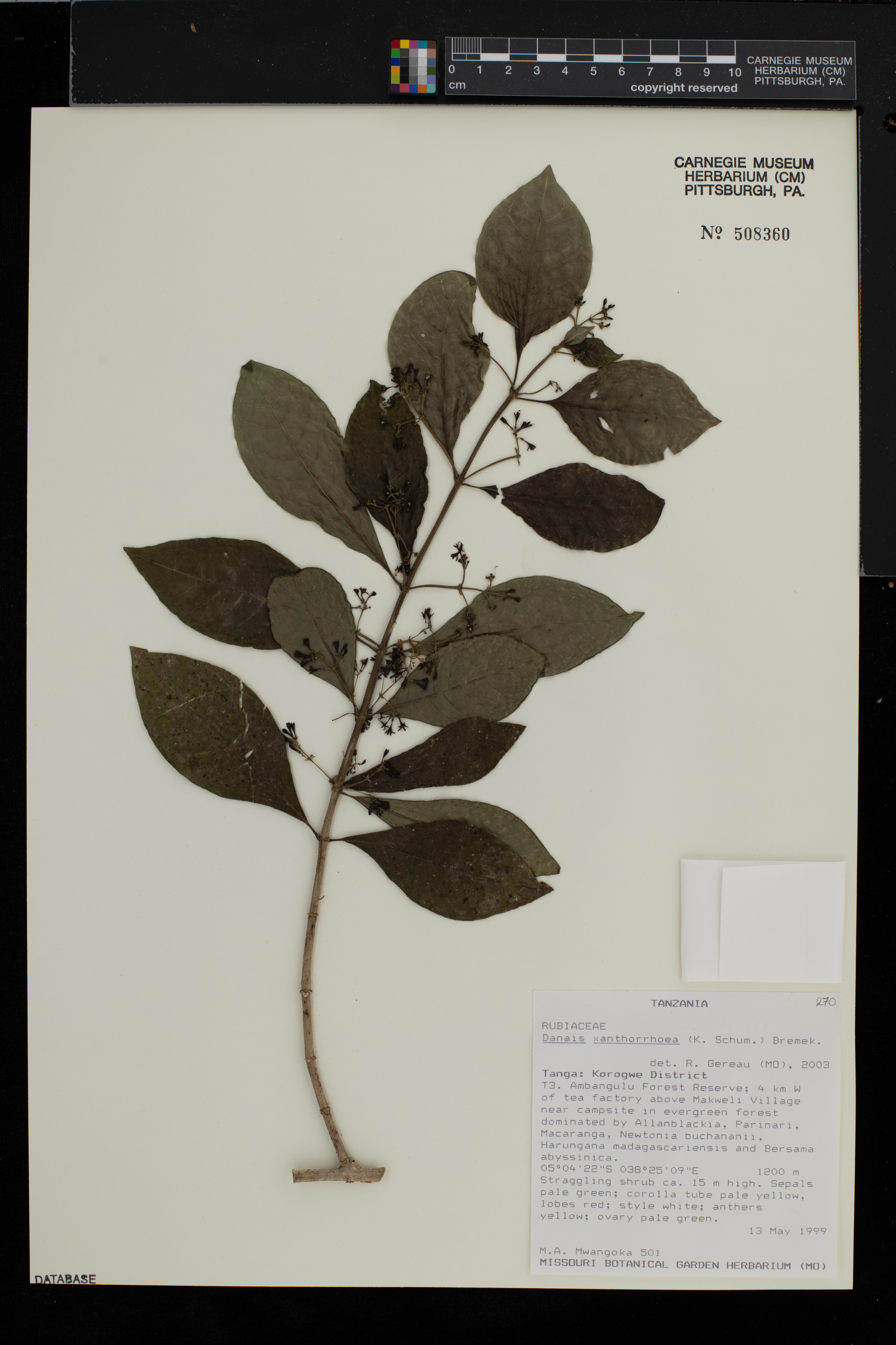 Danais xanthorrhoea image