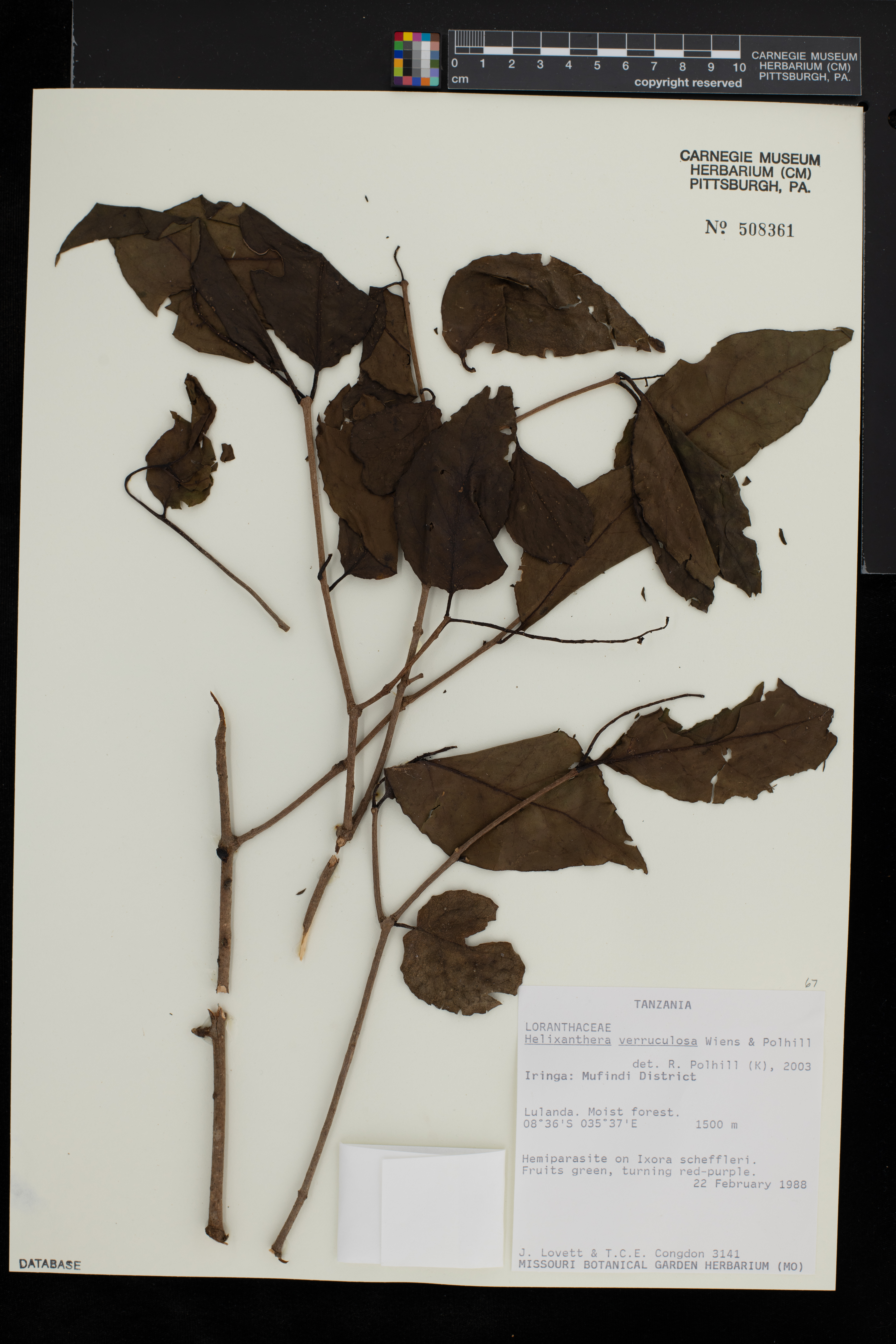 Helixanthera verruculosa image