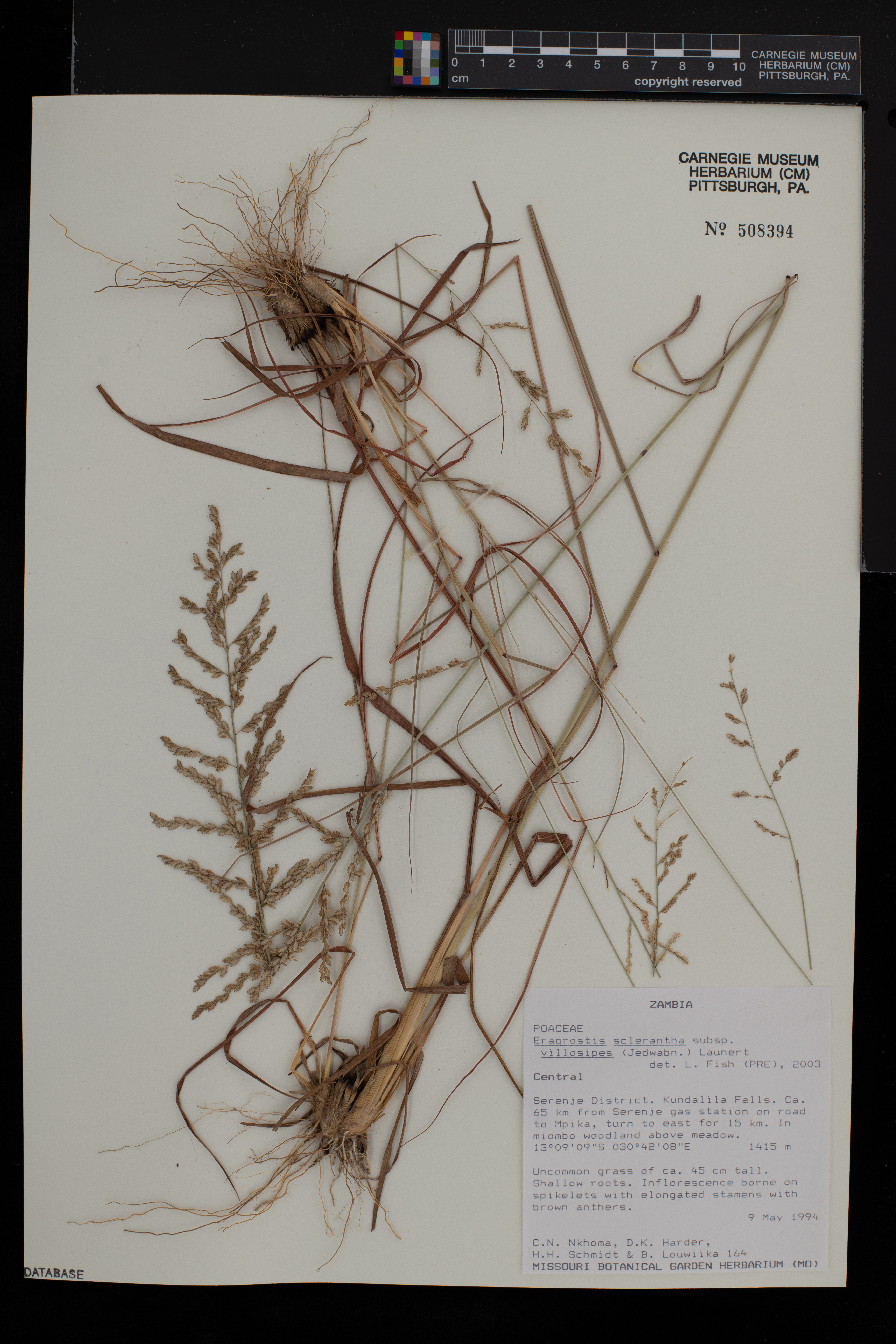 Eragrostis sclerantha subsp. villosipes image