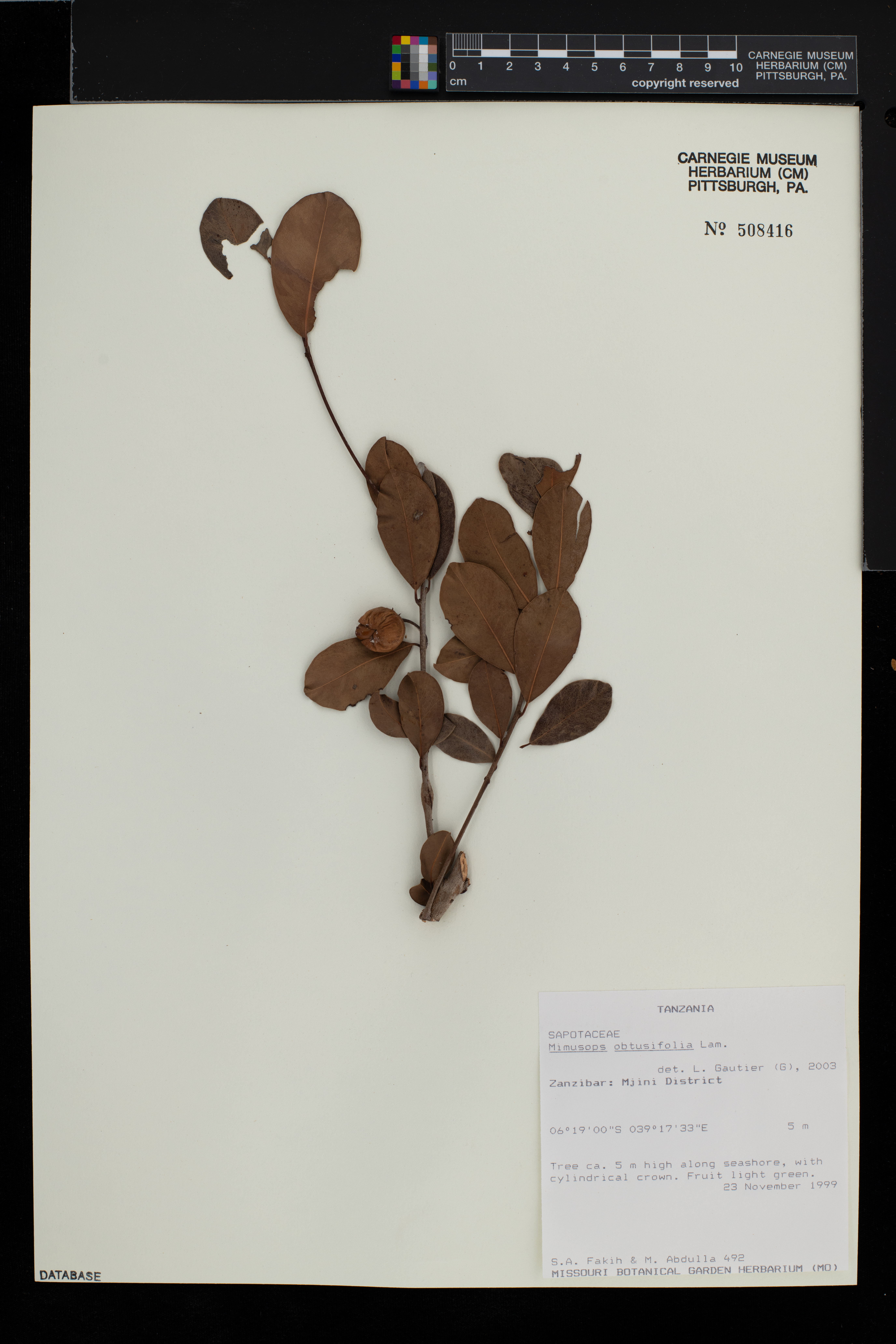Mimusops obtusifolia image