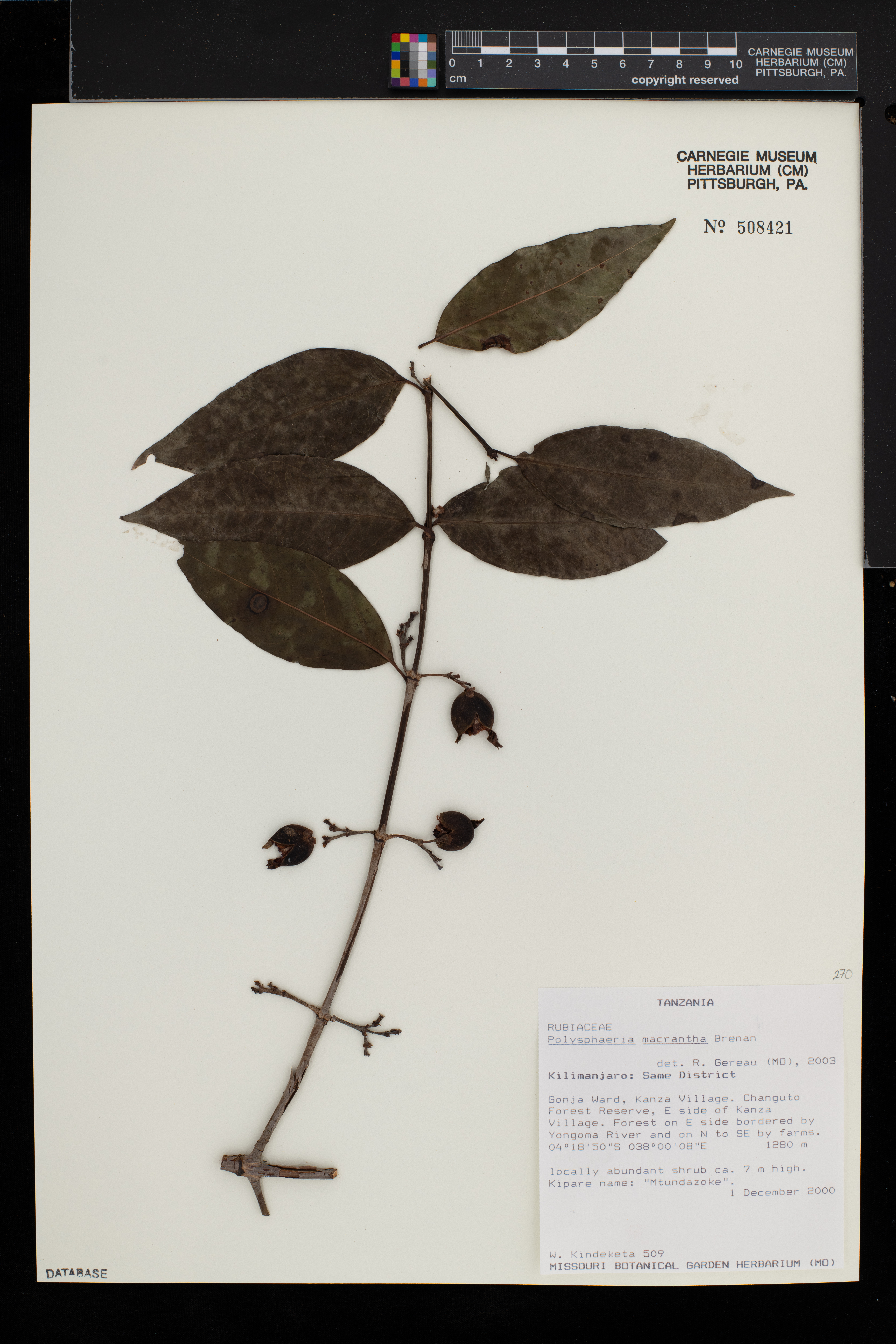 Polysphaeria macrantha image