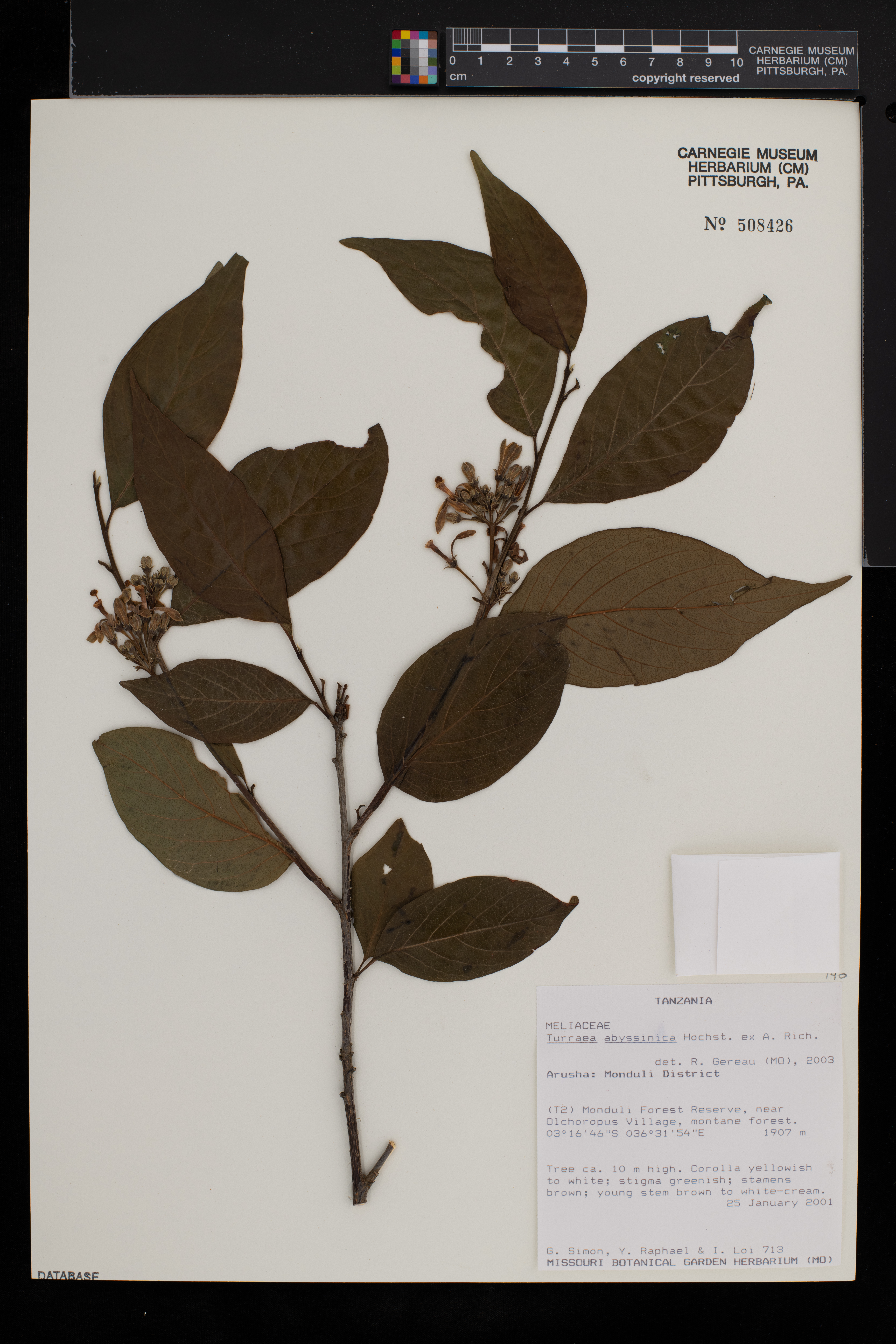 Turraea abyssinica image