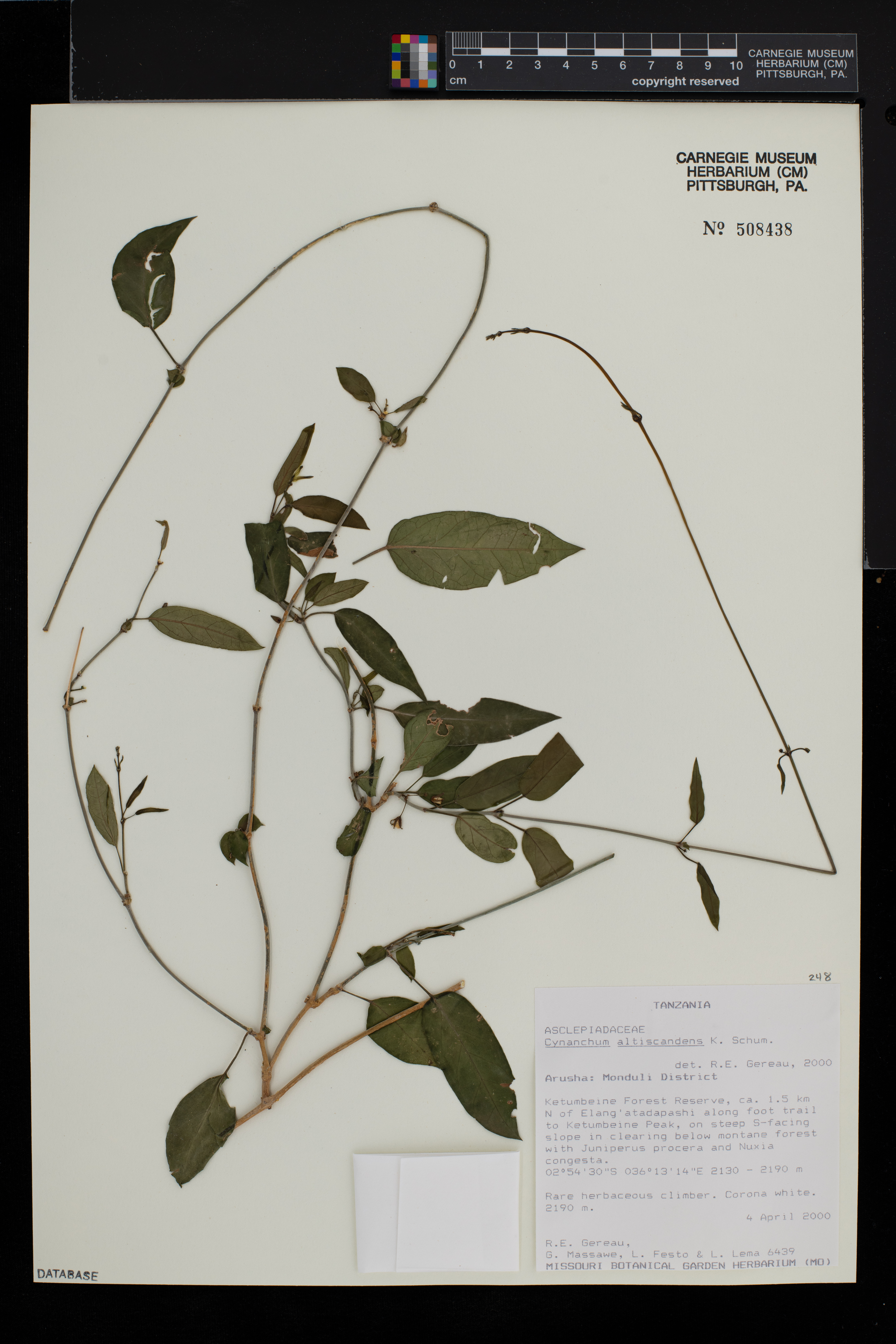 Cynanchum altiscandens image