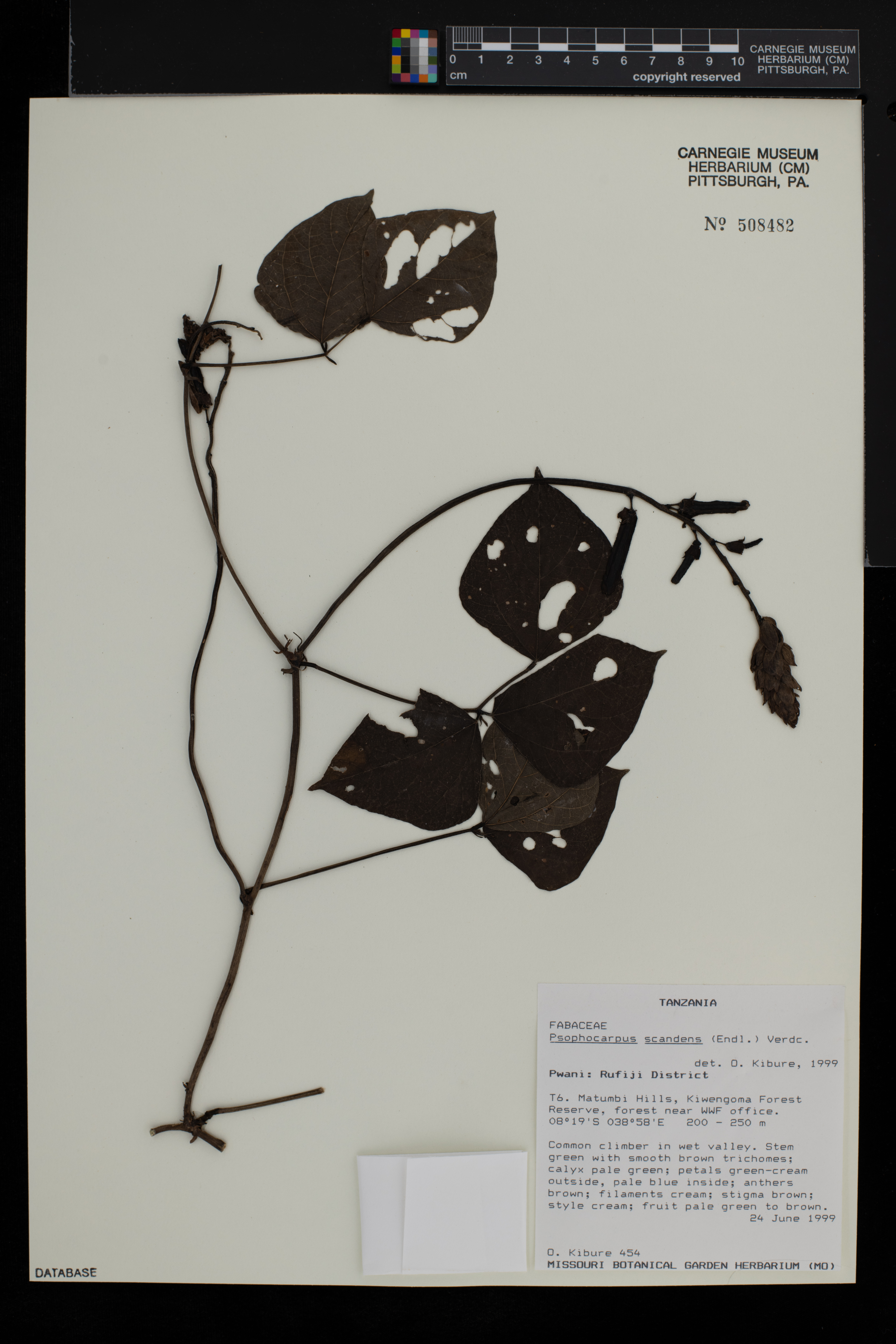 Psophocarpus scandens image