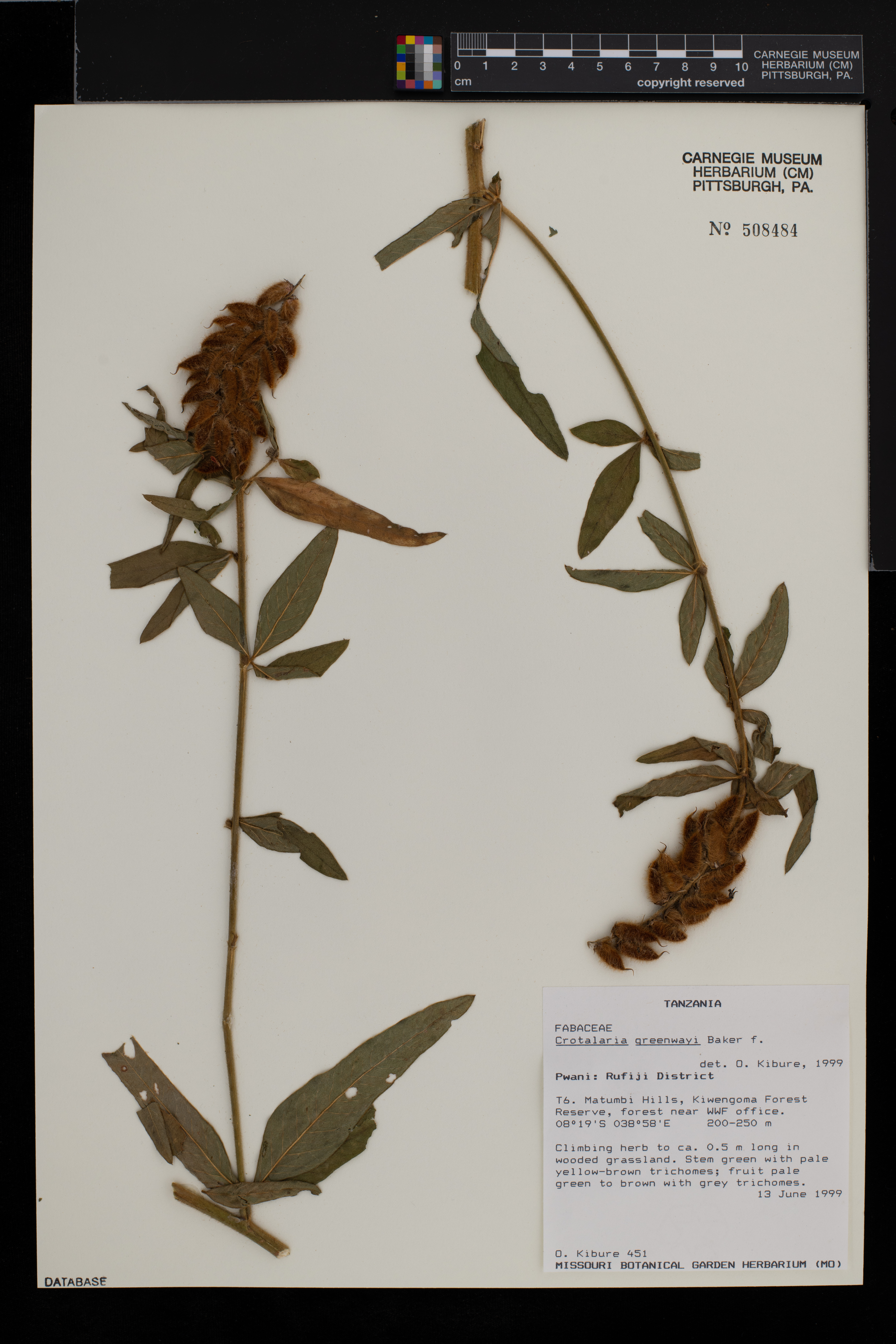 Crotalaria greenwayi image