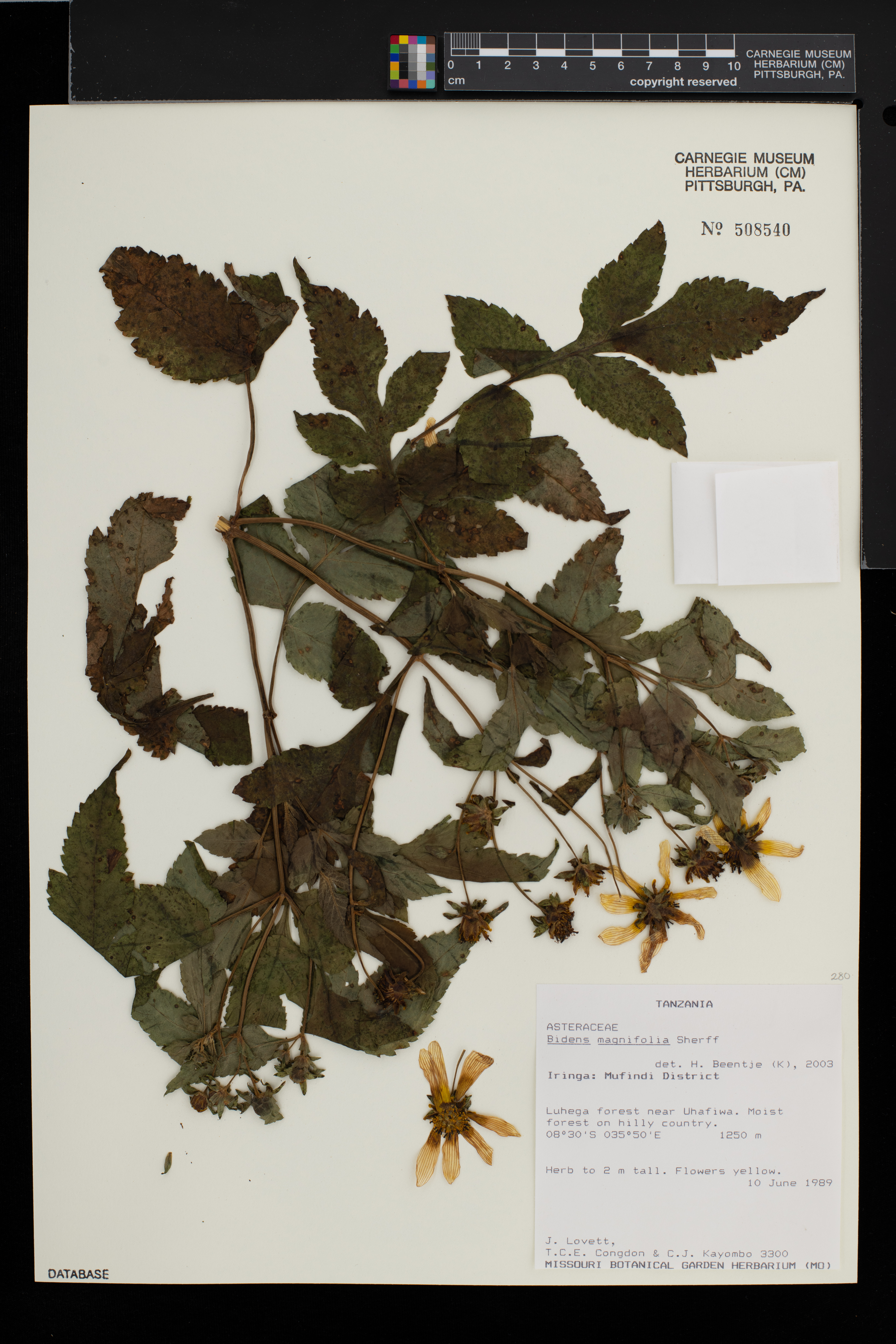 Bidens magnifolia image