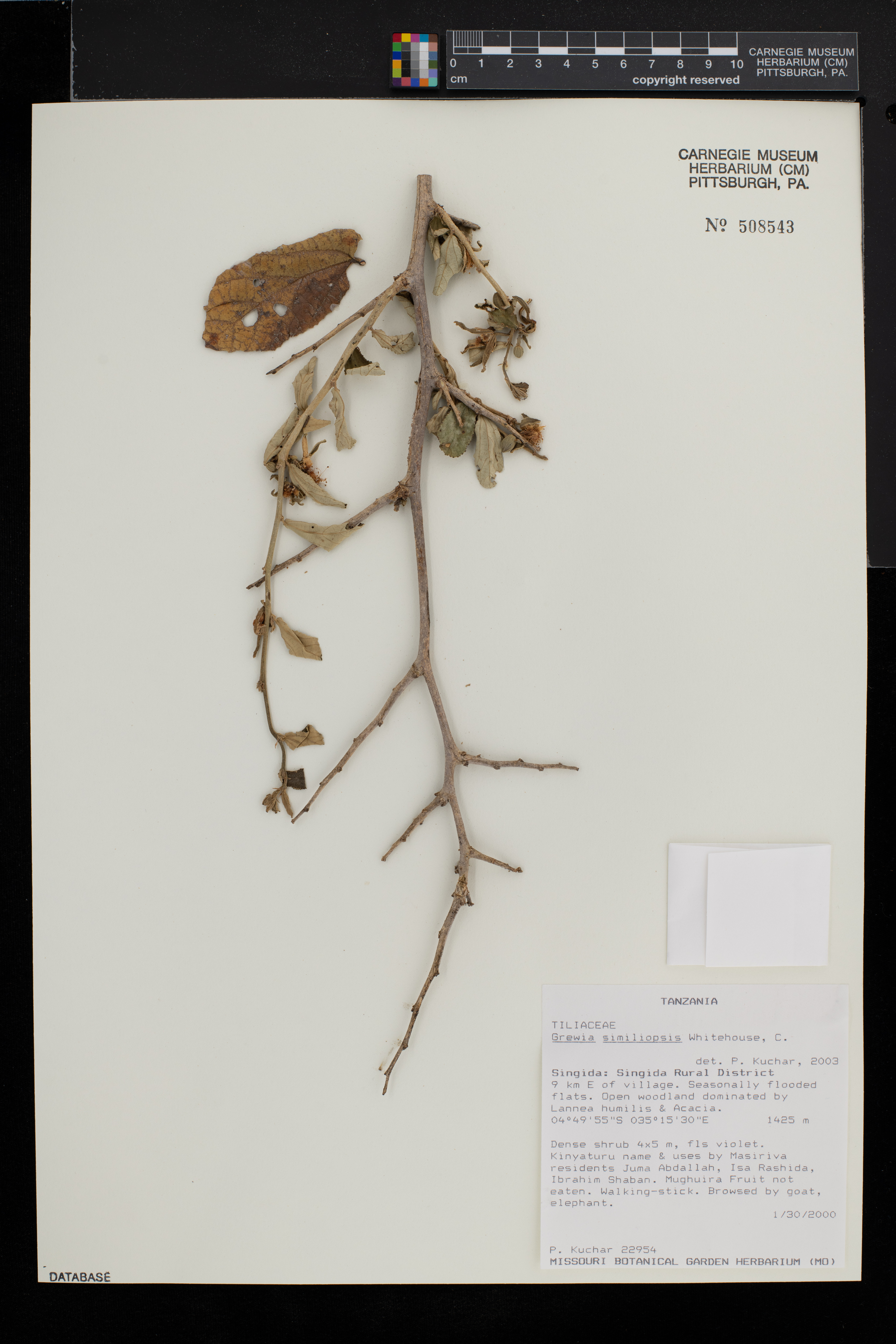 Grewia similiopsis image