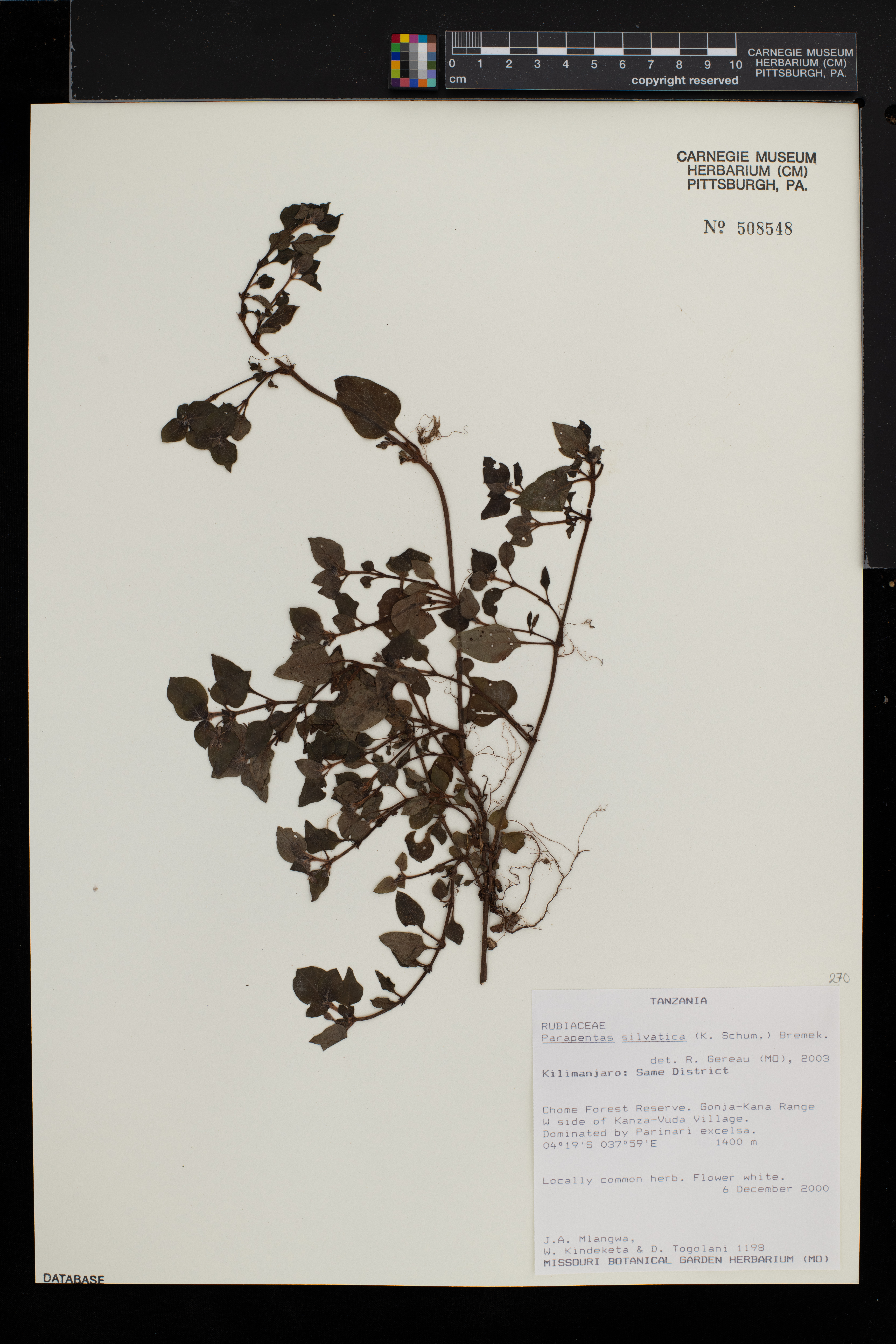 Parapentas silvatica image