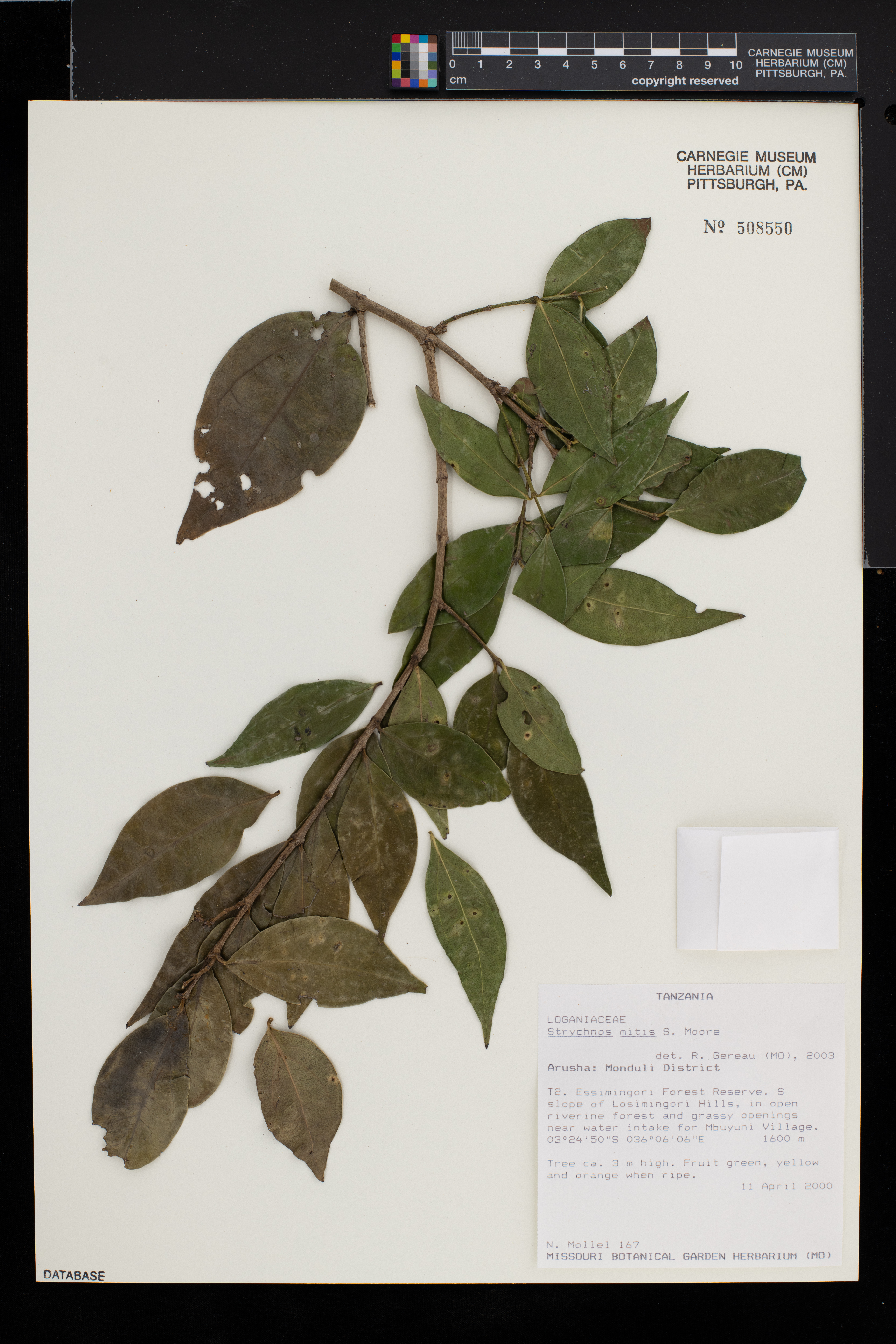 Strychnos mitis image