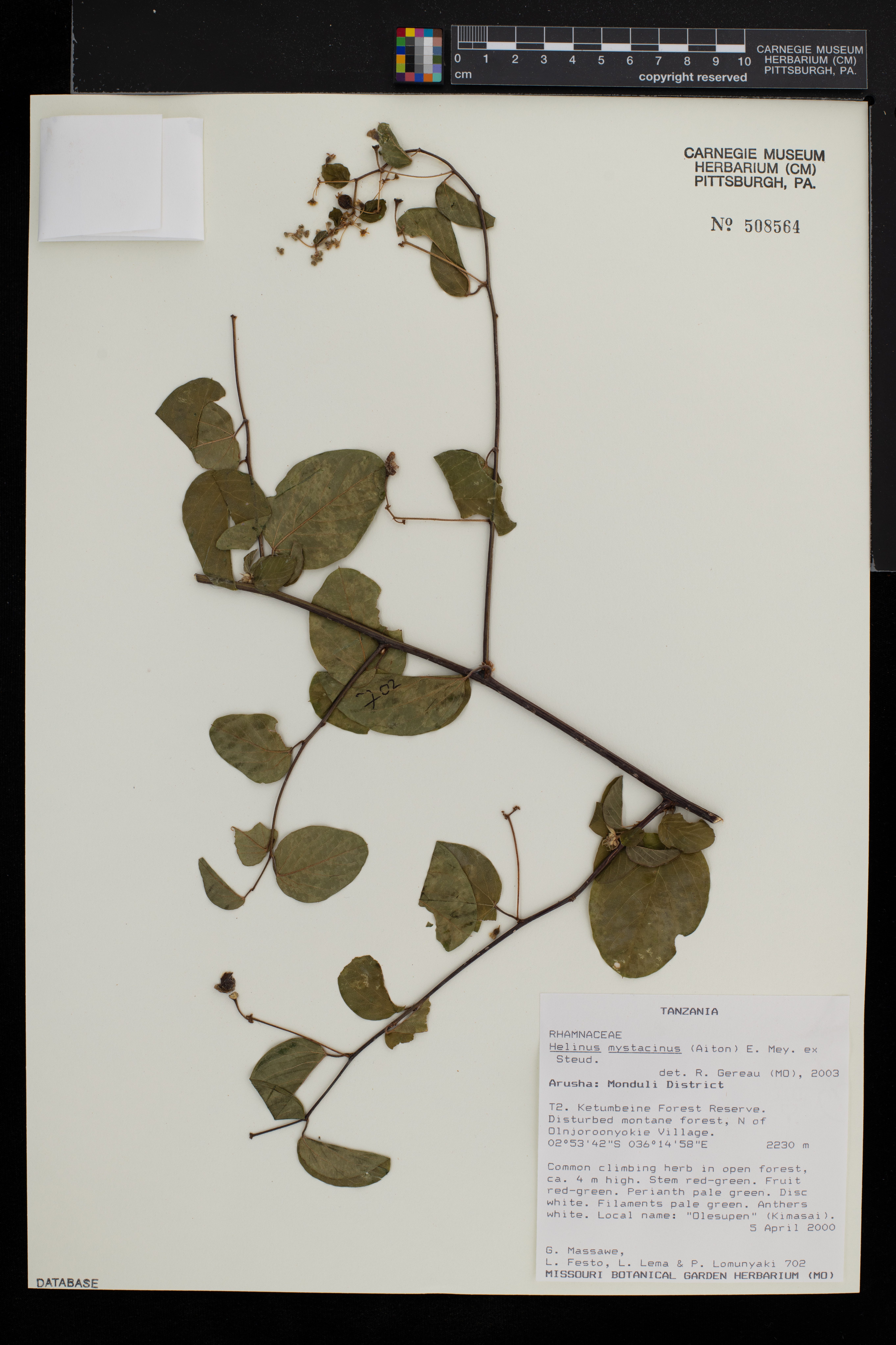 Helinus mystacinus image