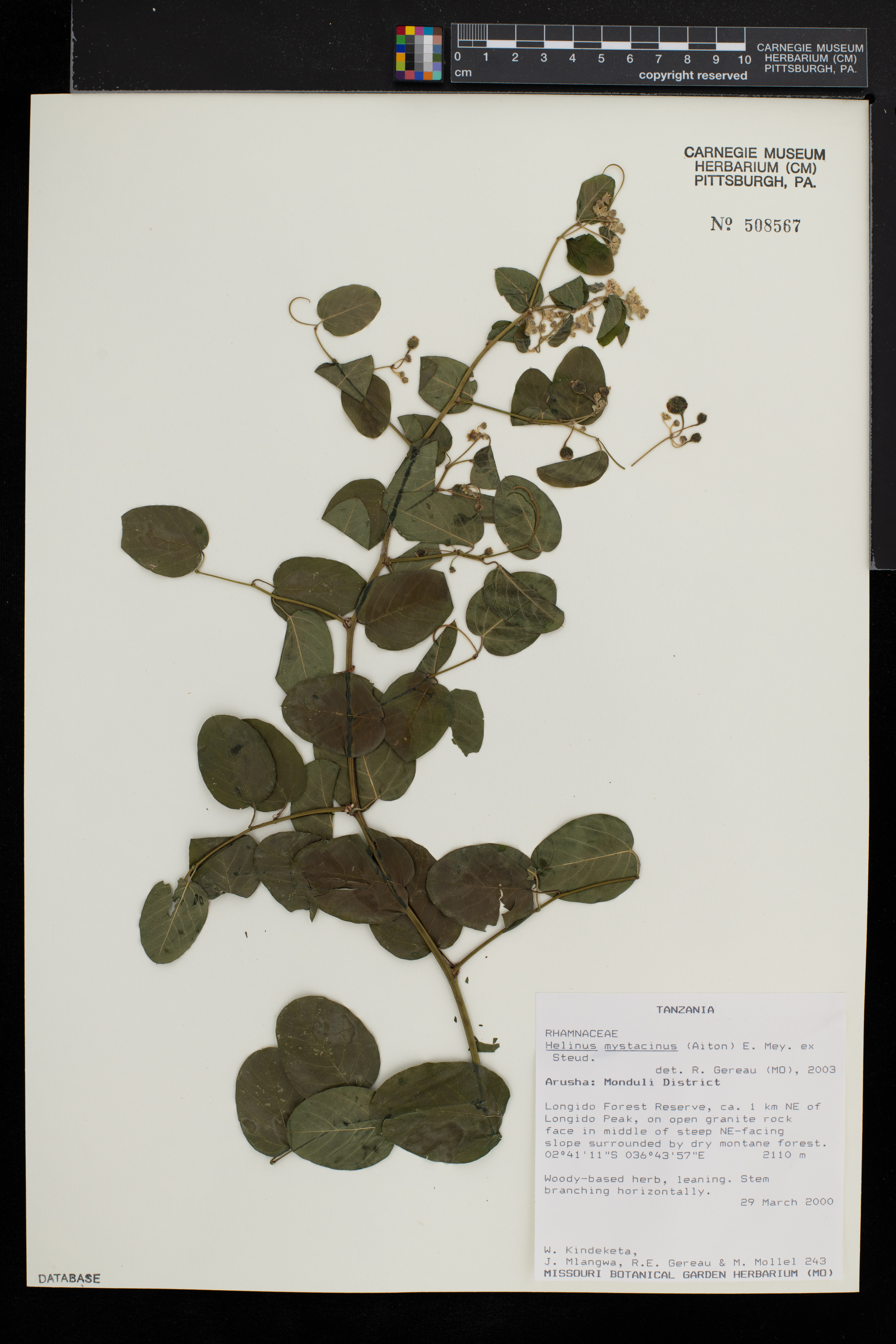 Helinus mystacinus image