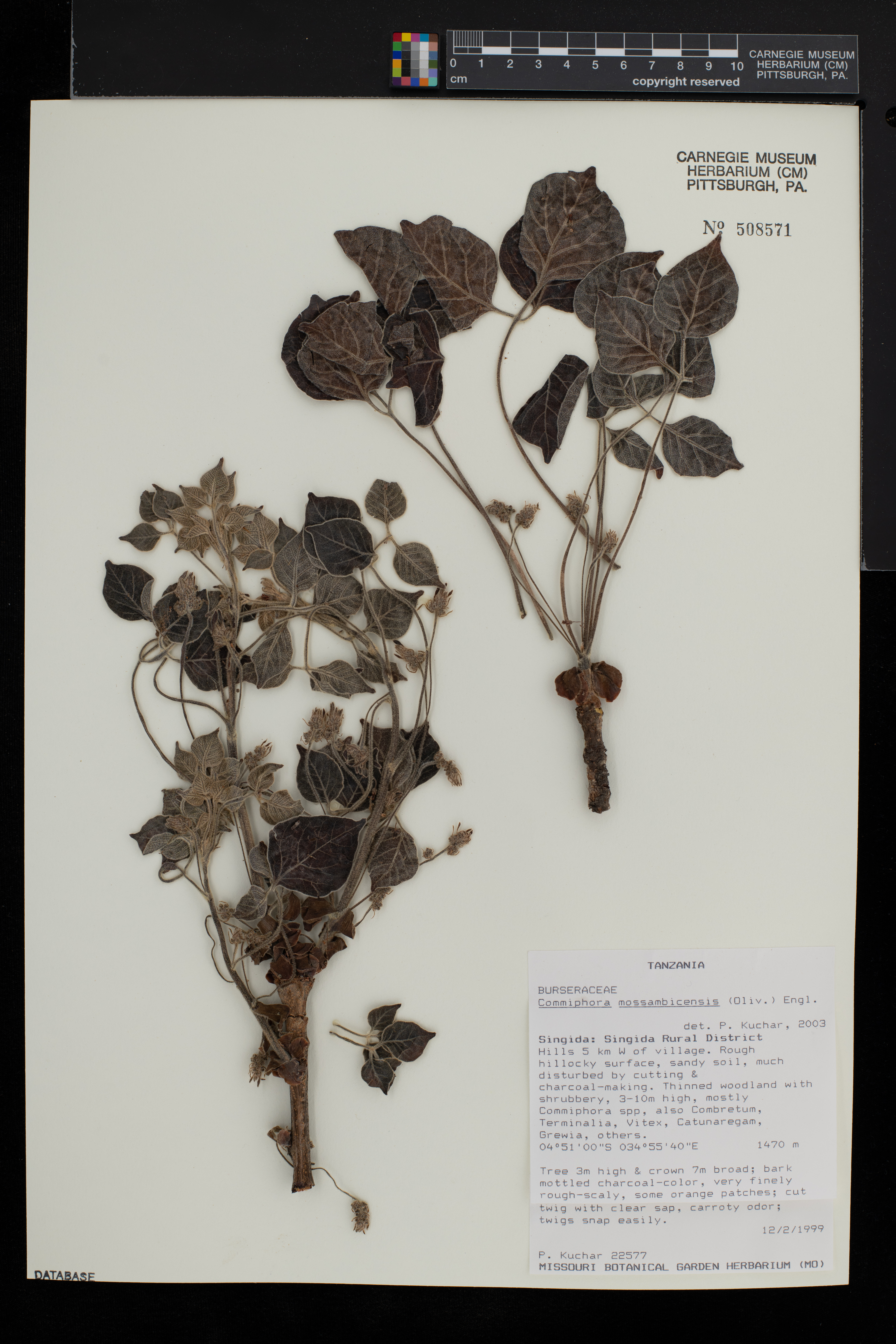 Commiphora mossambicensis image