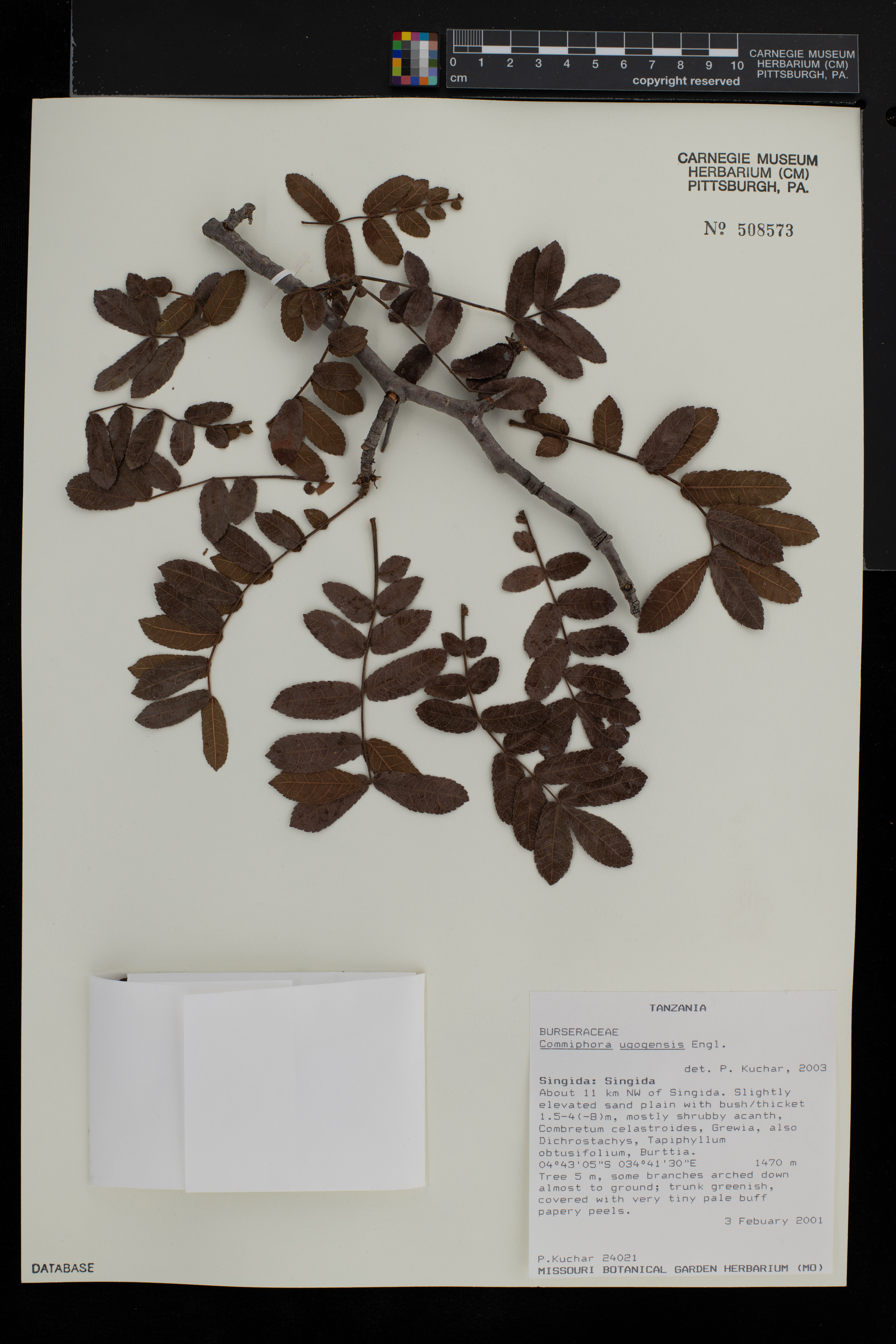 Commiphora ugogensis image